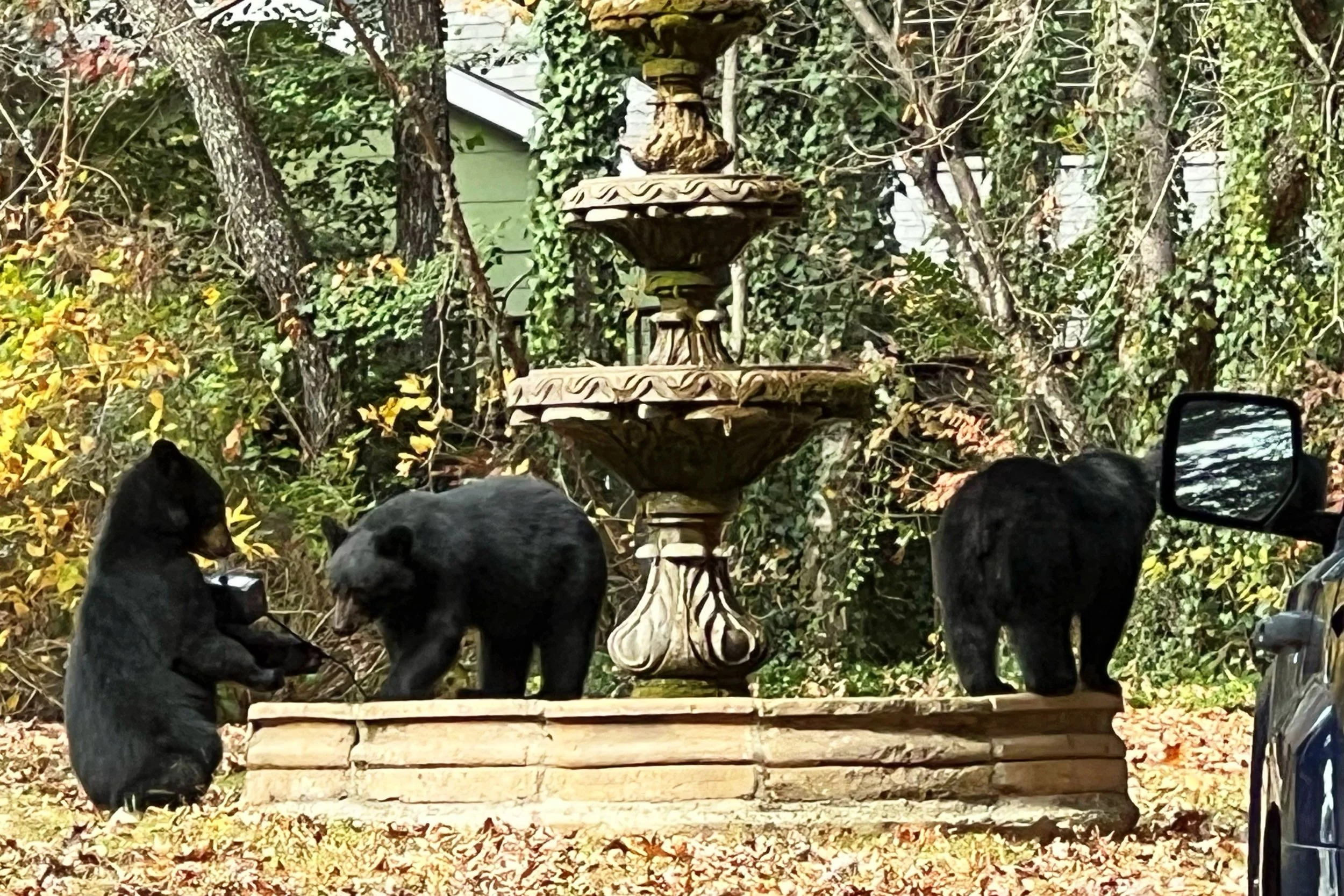 Black Mountain bear encounter illustrates growing conflict and concerns