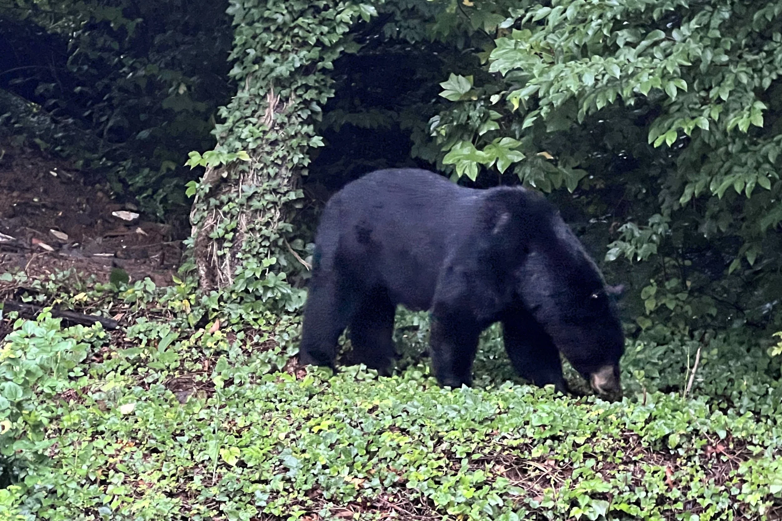 Black Mountain amendments establish penalties for feeding and attracting bears