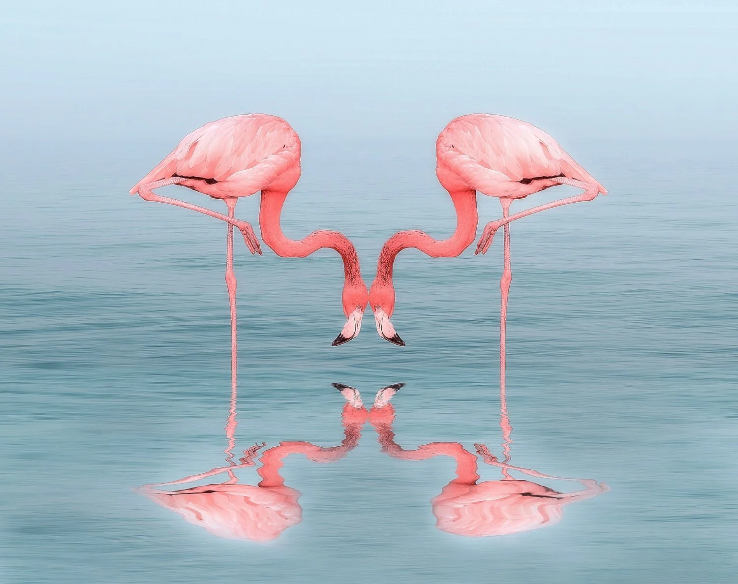 flamingo-4945829_1500x-wei_zhu_pixabay.jpg
