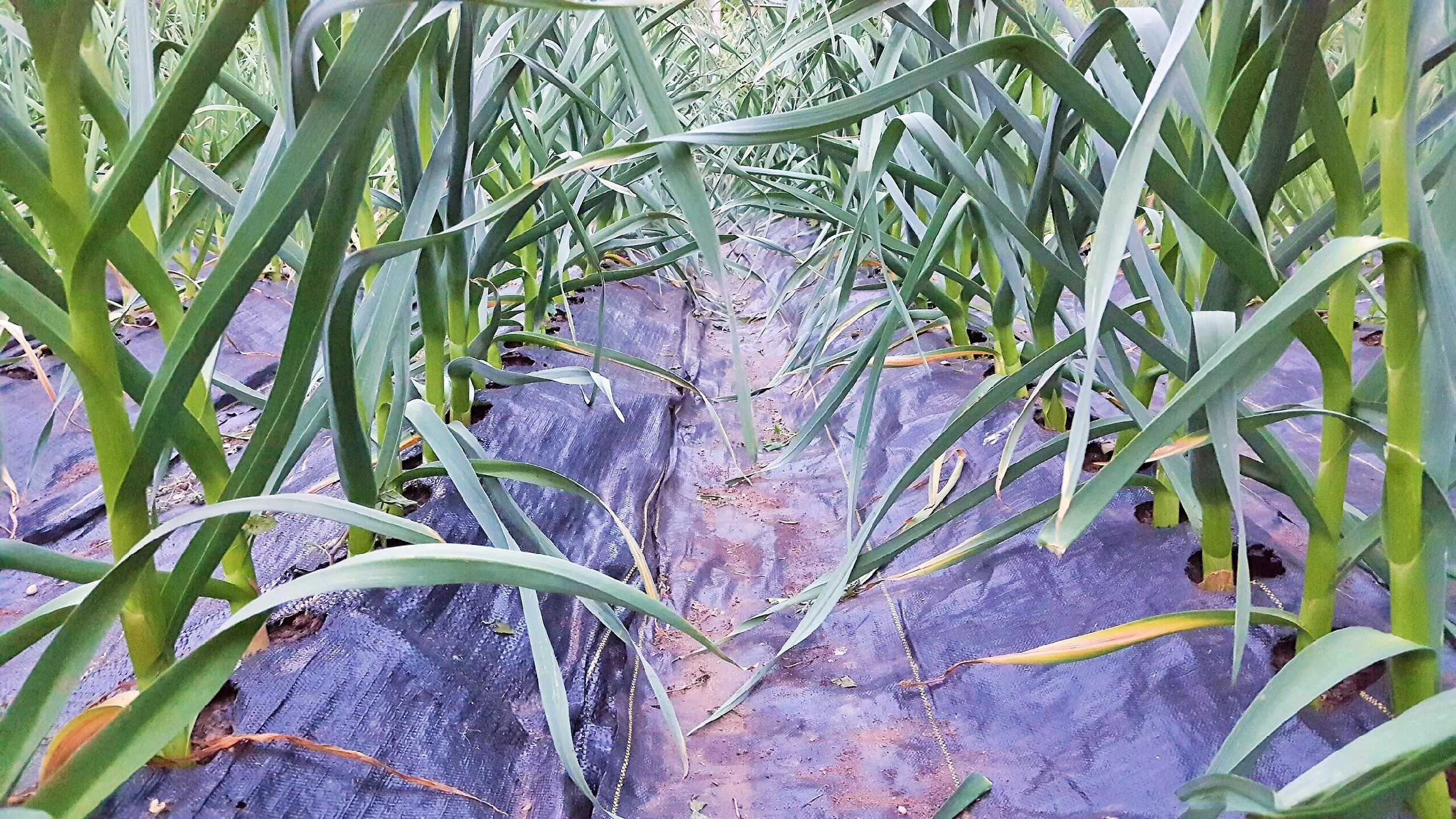 Siberian 7 - 05-26-2016.jpeg