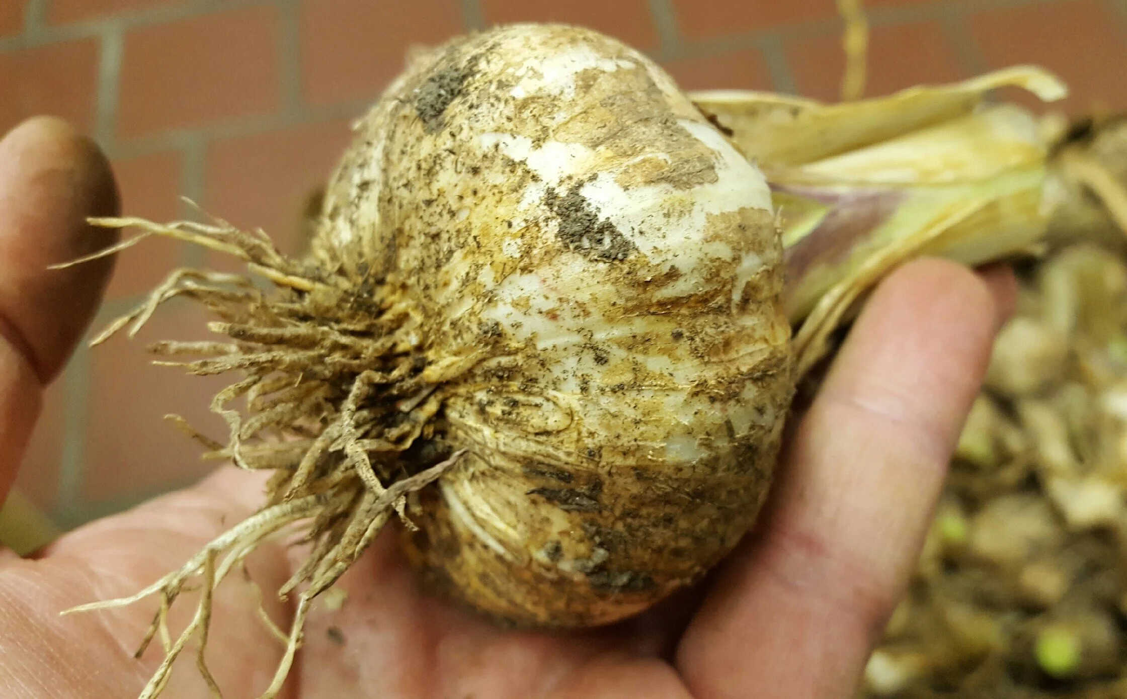 Mafia Harvest 7 - 06-20-2016.jpeg