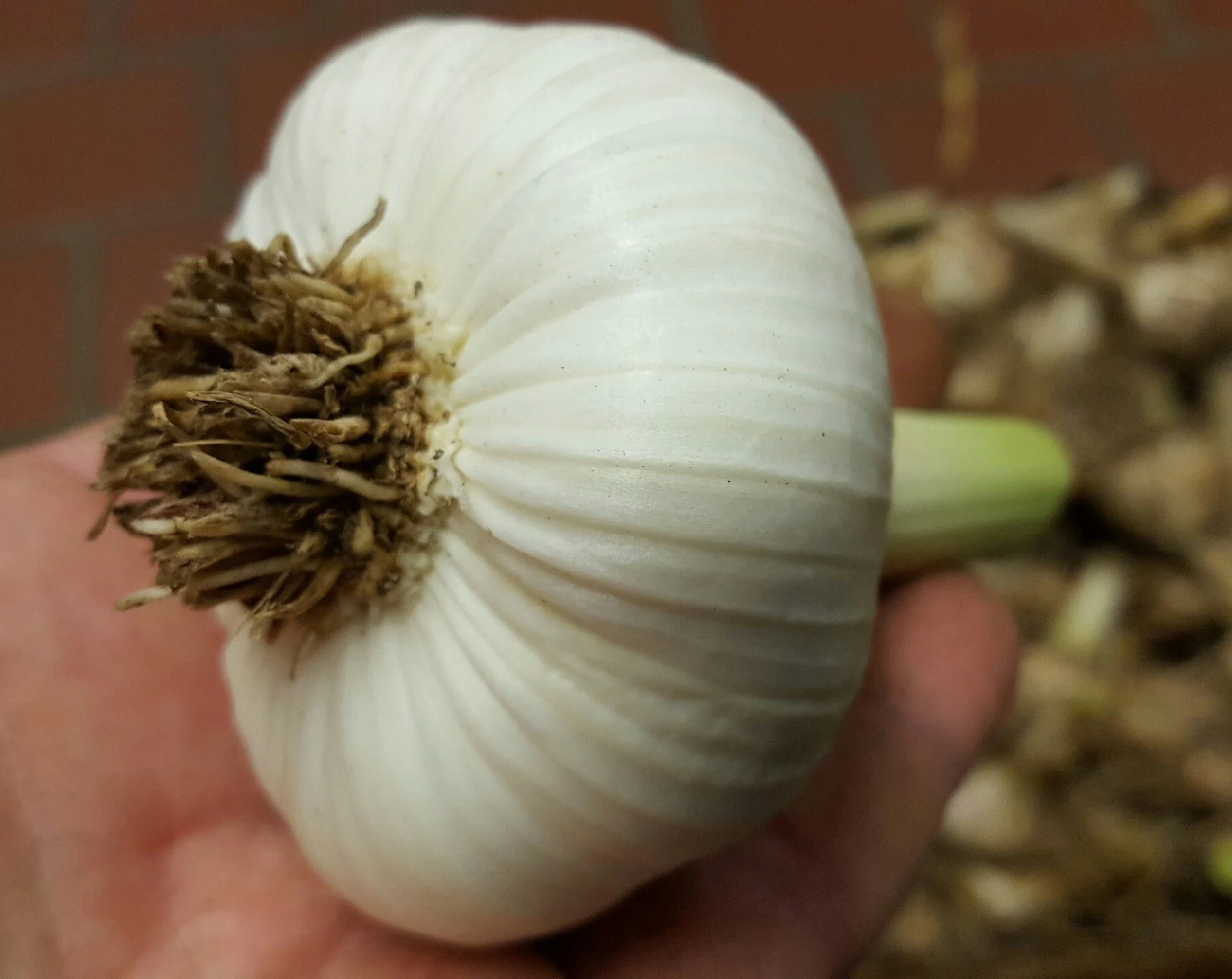 Mafia Harvest 8 - 06-20-2016.jpeg