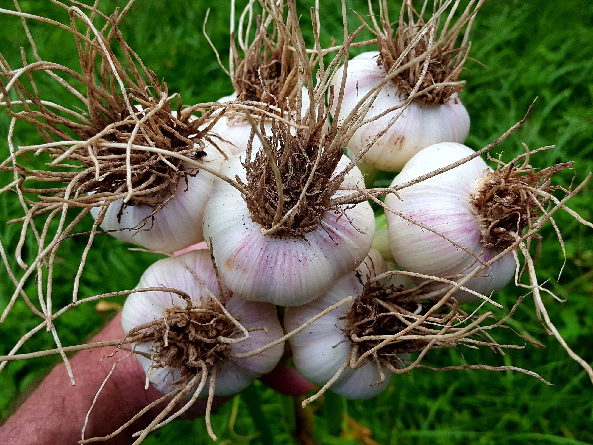 Georgian Crystal Test Harvest - 06-24-2019.jpeg