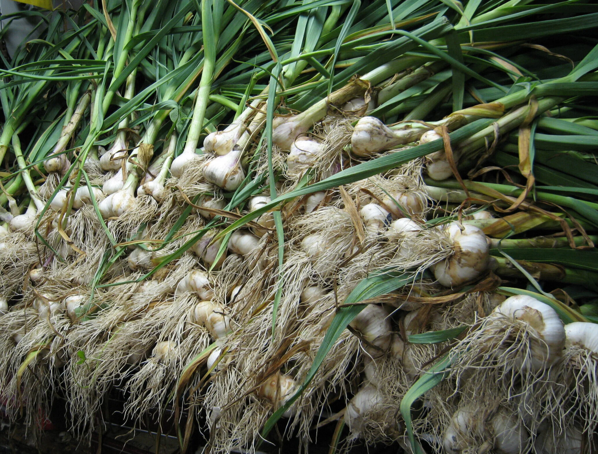 Lorz Italian 5 - 06-10-2014.JPG