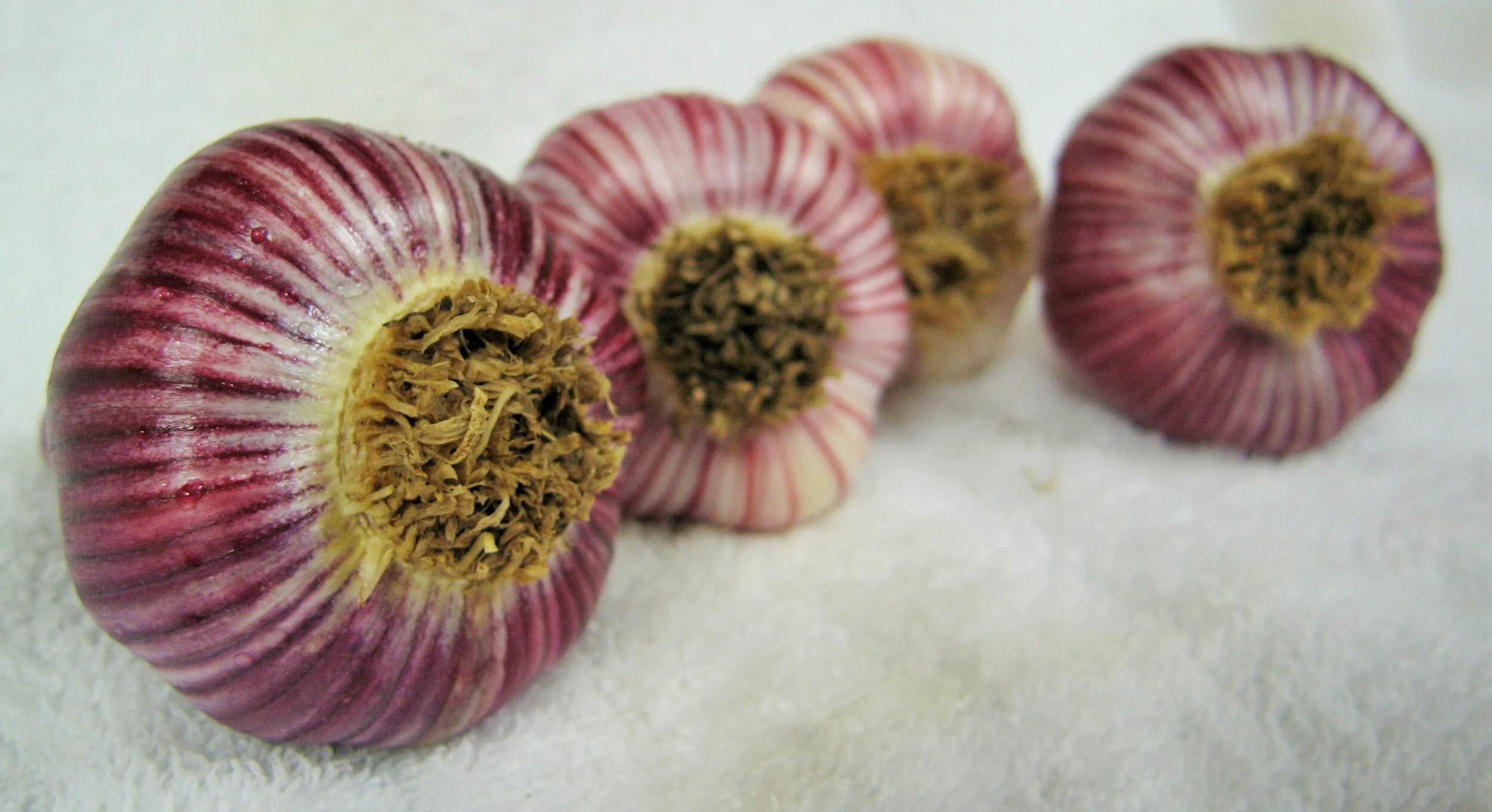 Chesnok Red Heirloom Garlic