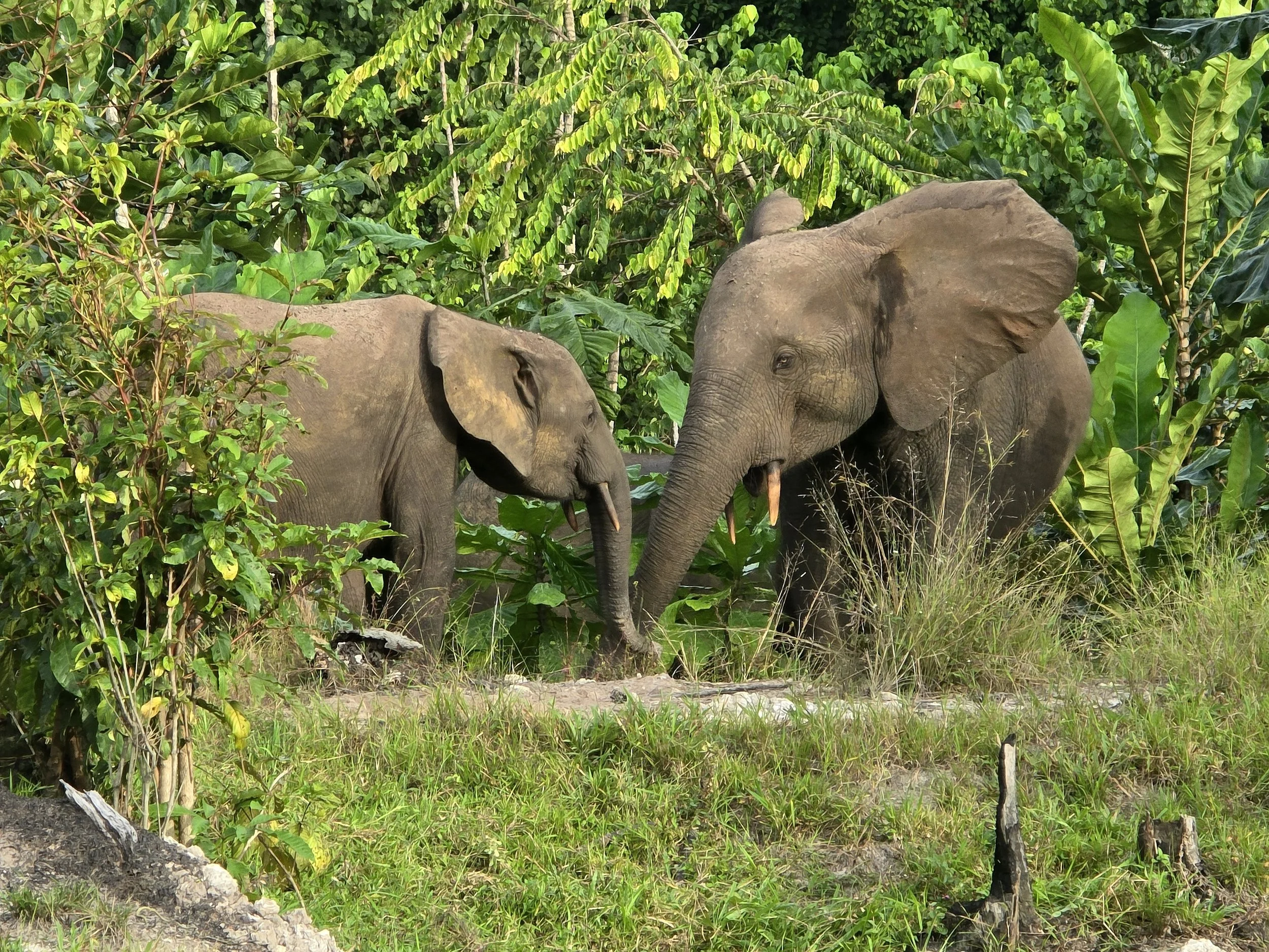 Elephants in Gabon, Chez Bety safari.jpg