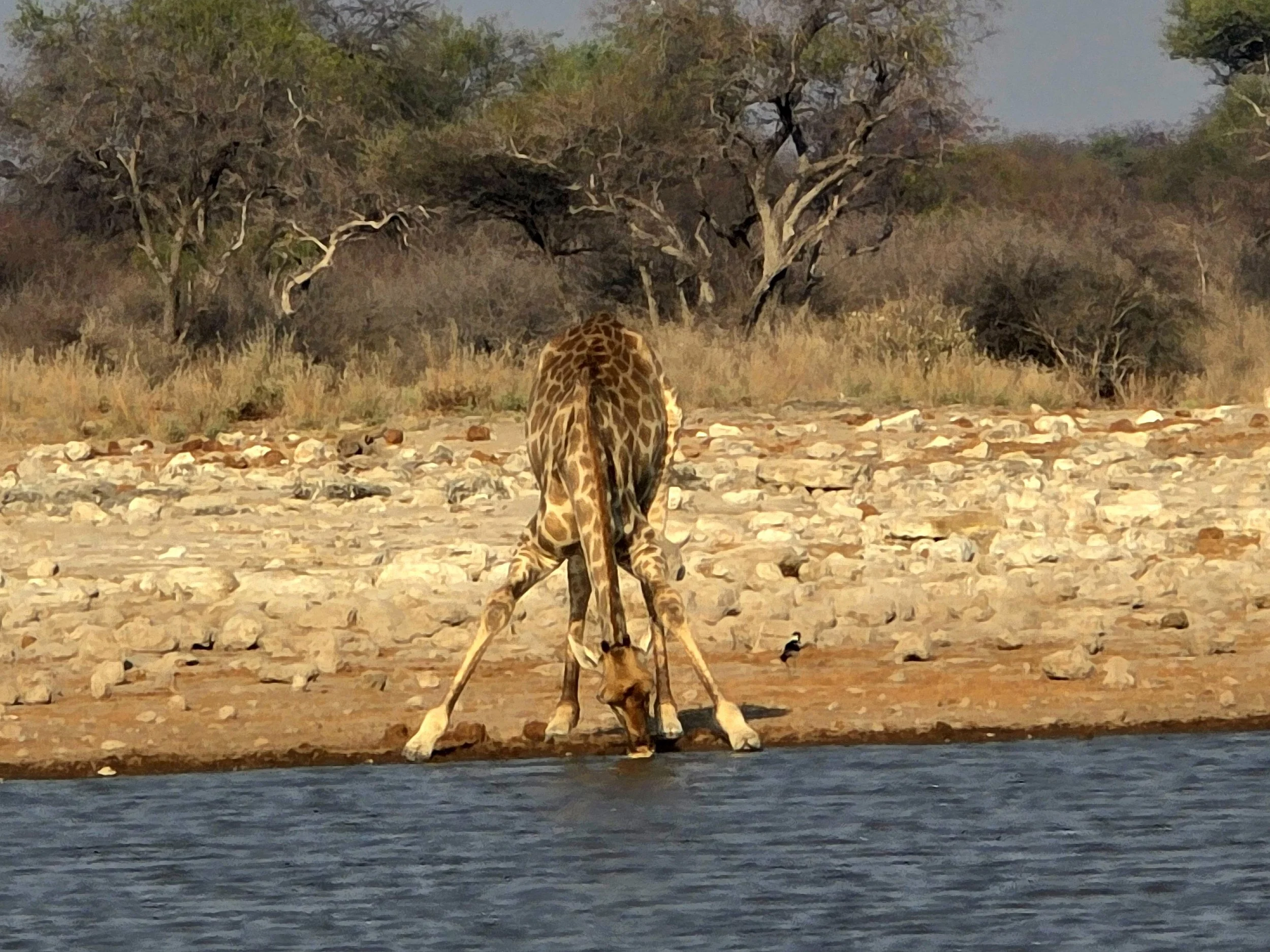 Young giraffe drinking at waterhole, Etosha.jpg