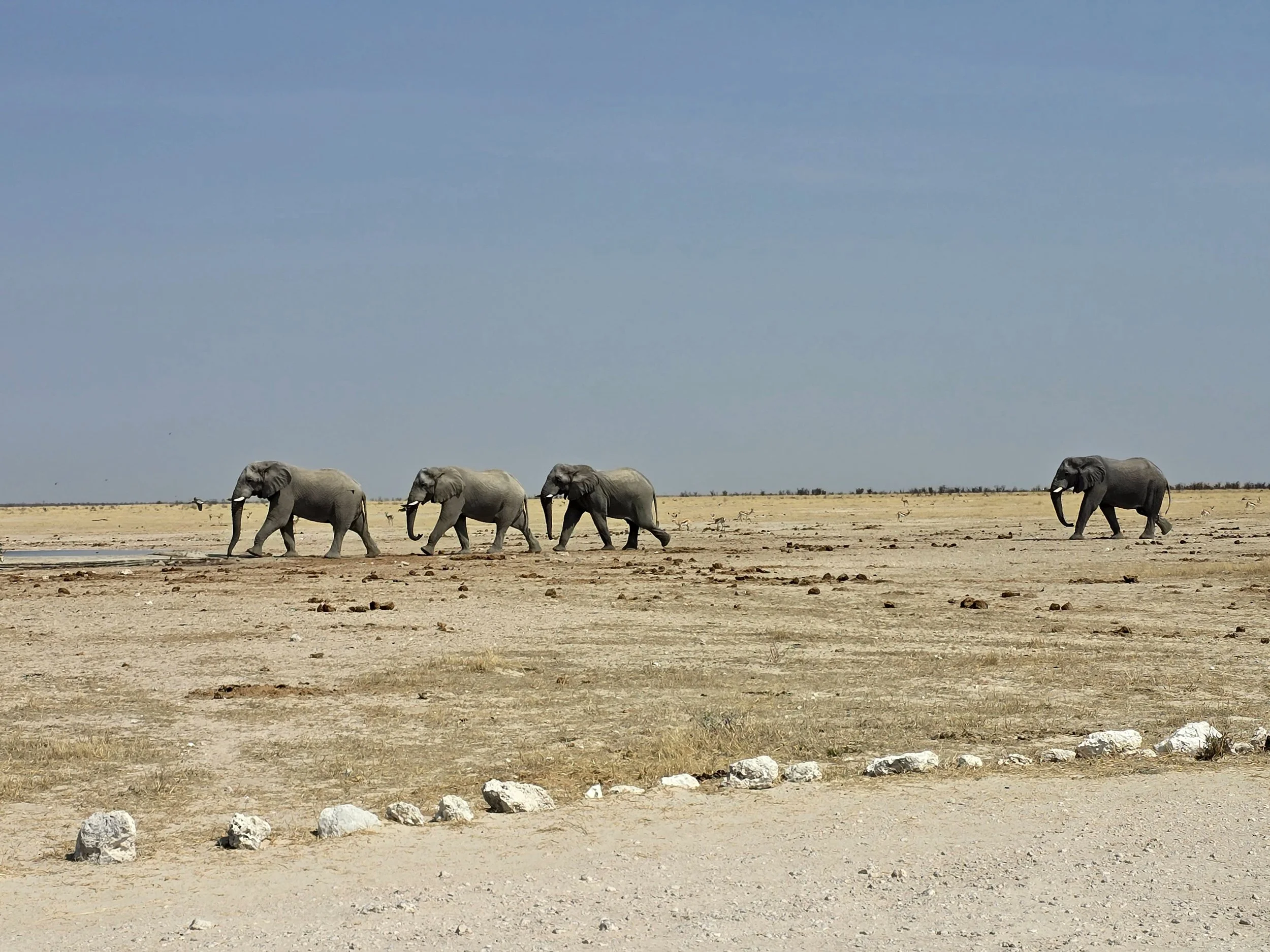 Four male elephants striding towards waterhole.jpg