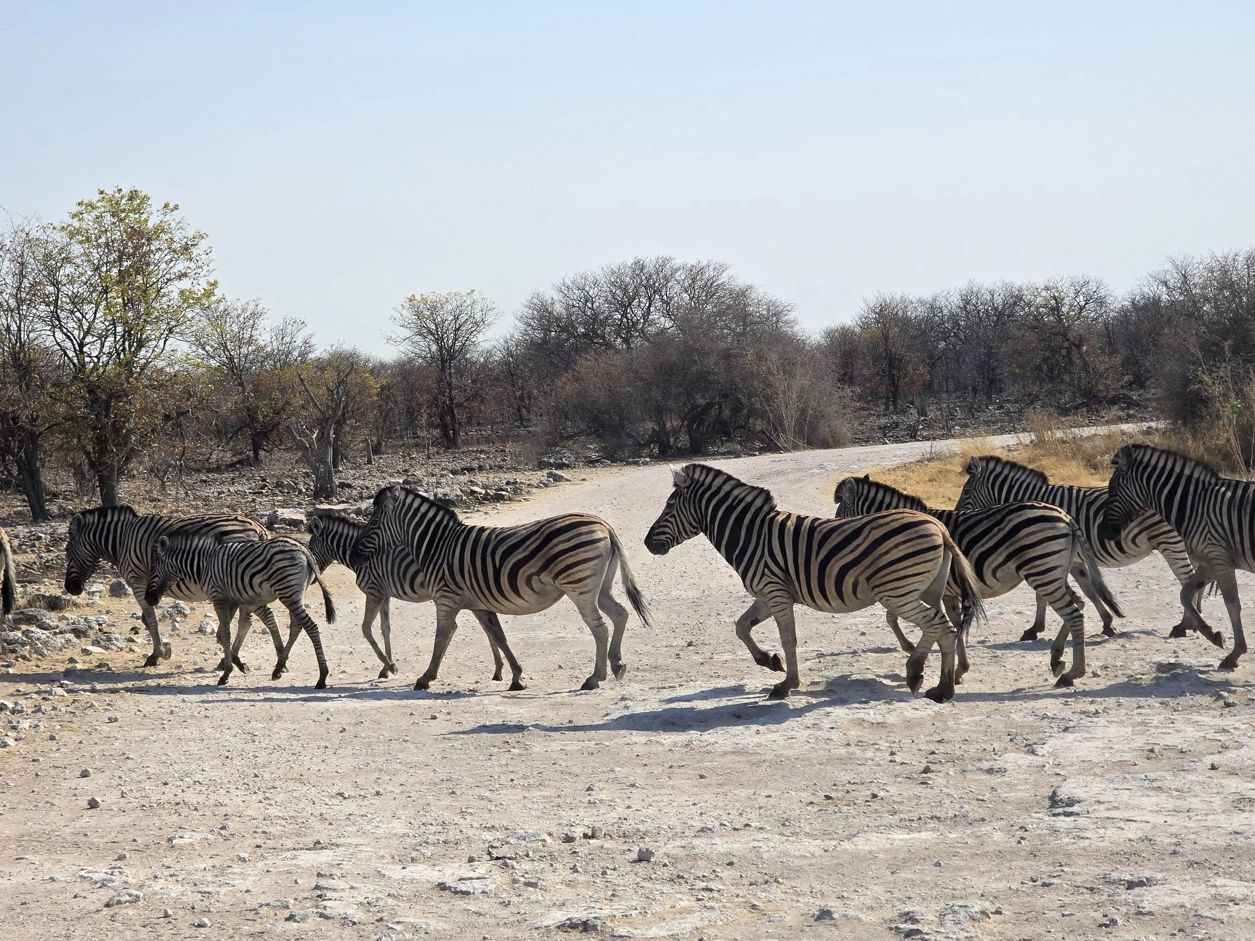 Procession of zebra, Etosha National Park.jpg