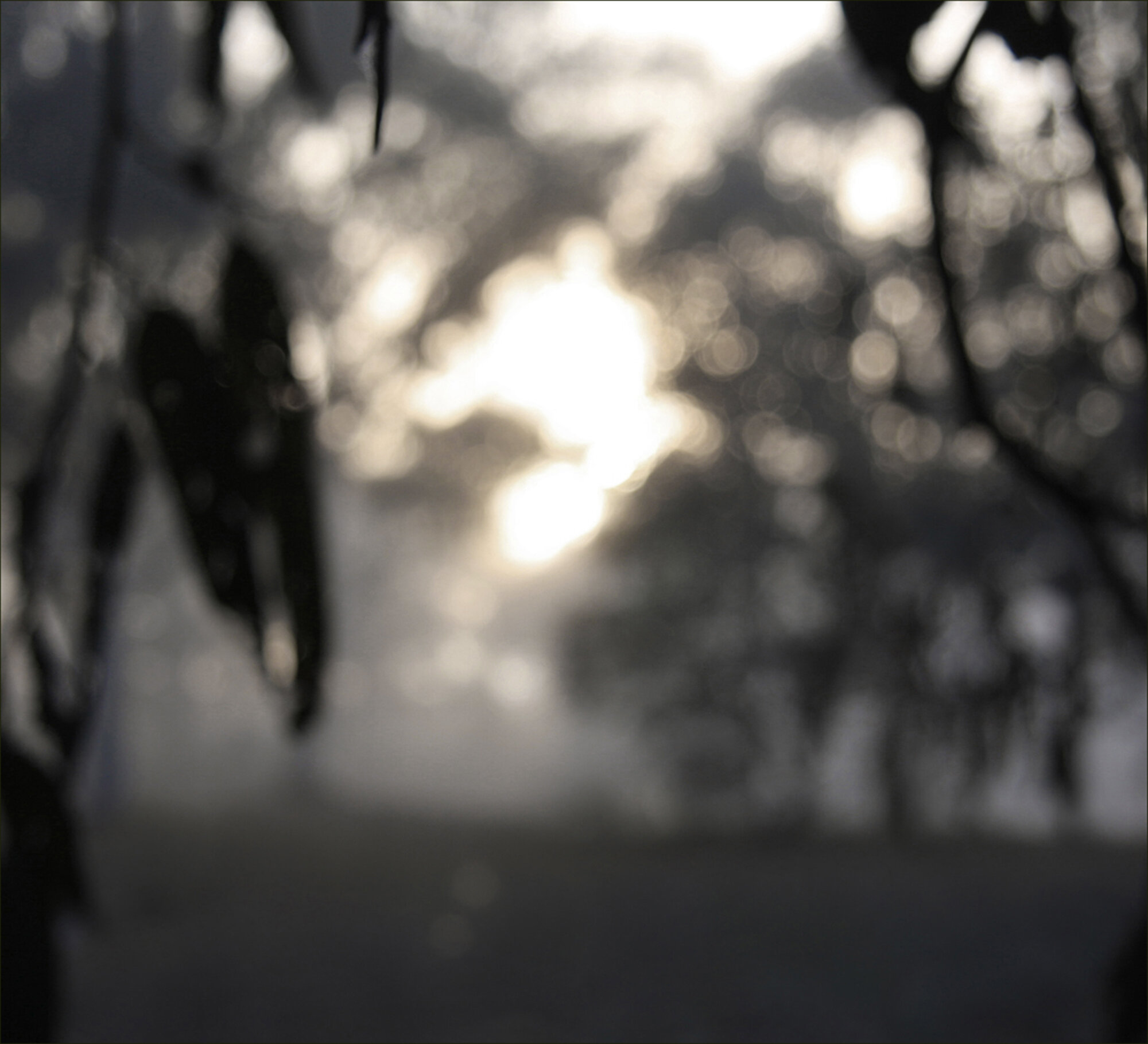 Eucalypt Light