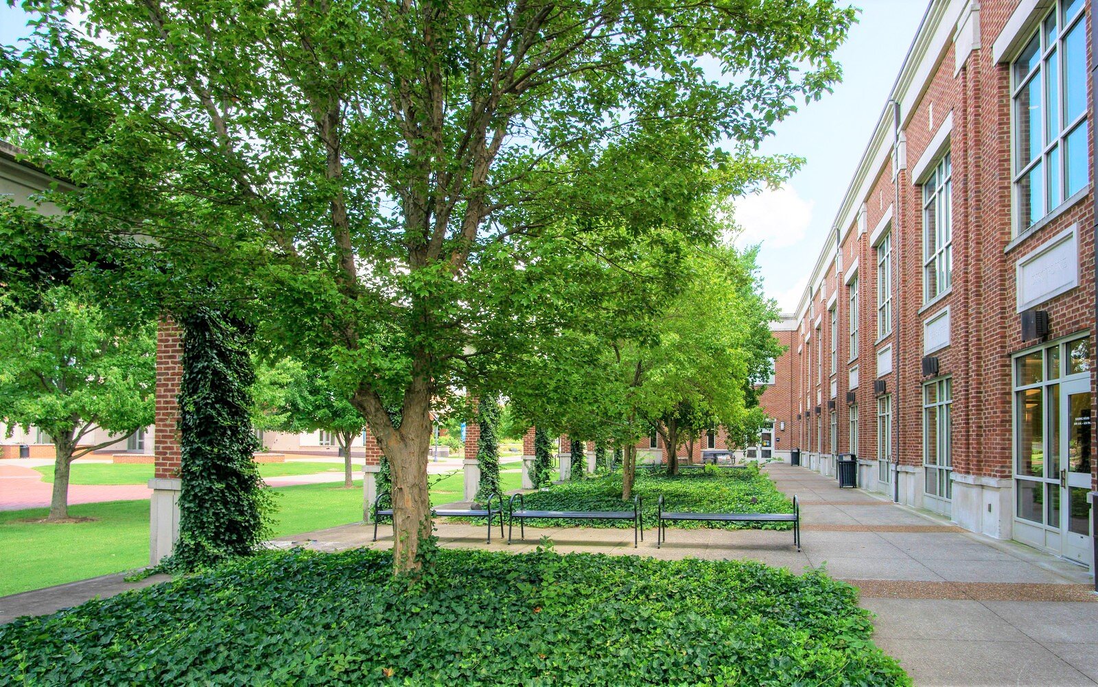 middle-tennessee-state-university-trees.jpg