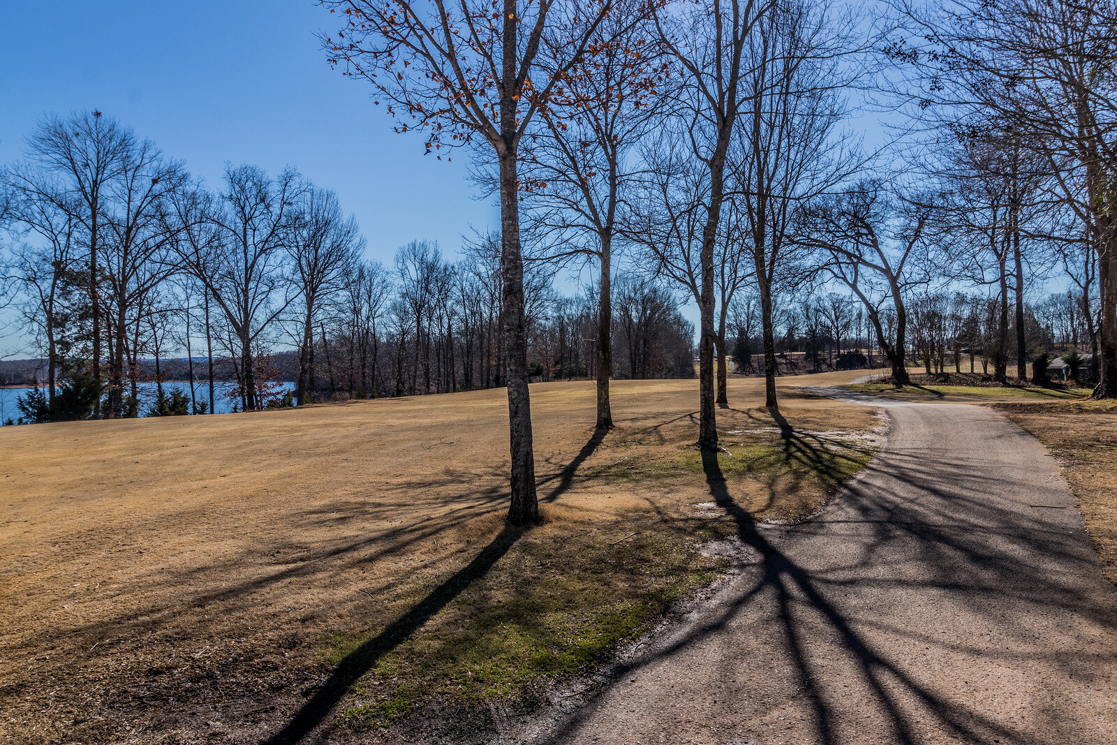 tims-ford-state-park-trees.jpg