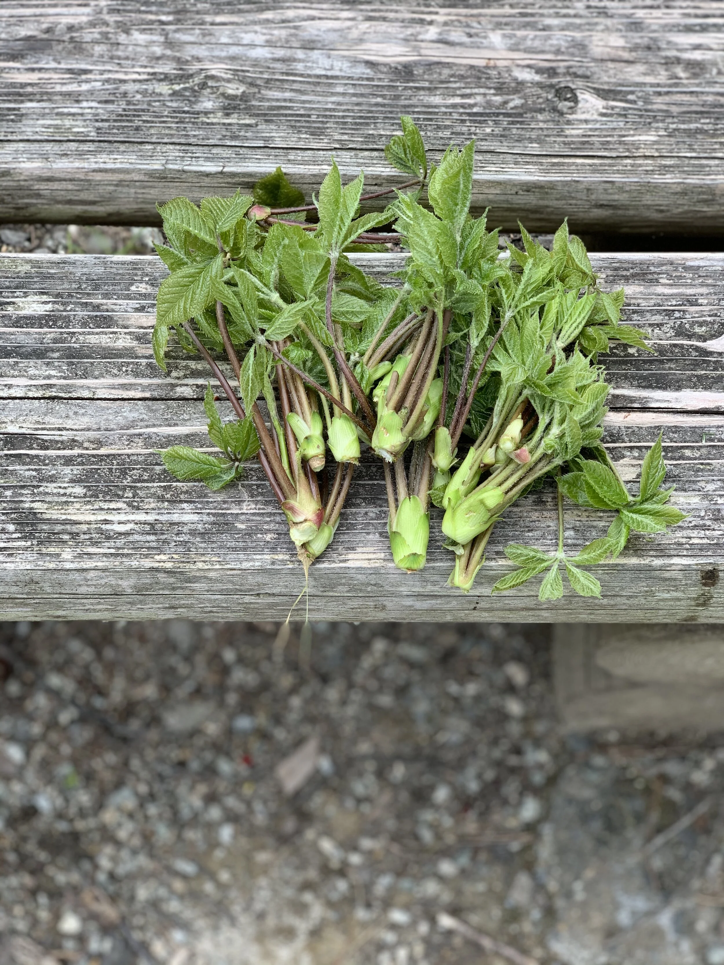 Koshiabra given by gentleman in the woods