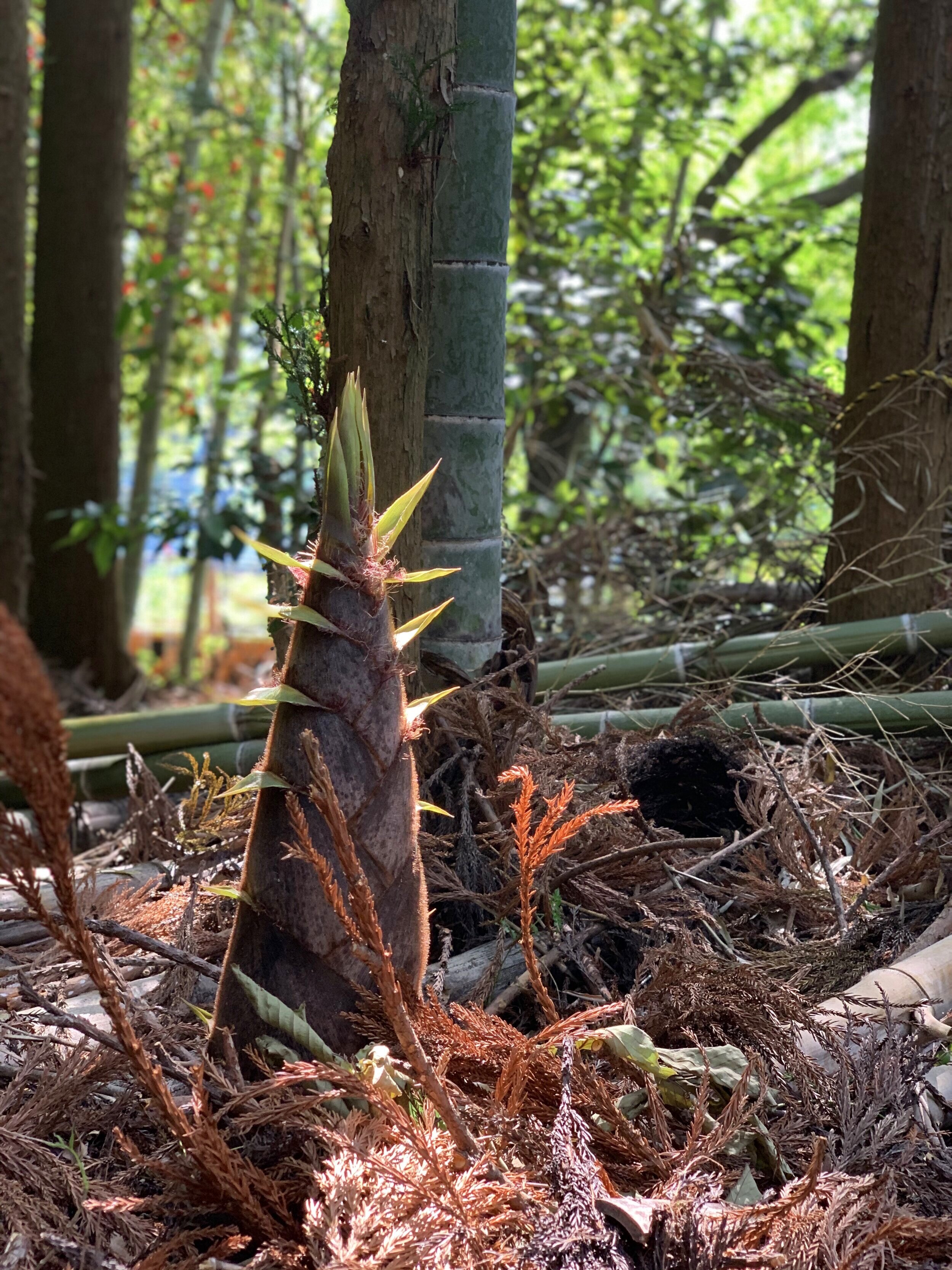 Takenoko (bamboo shoots)
