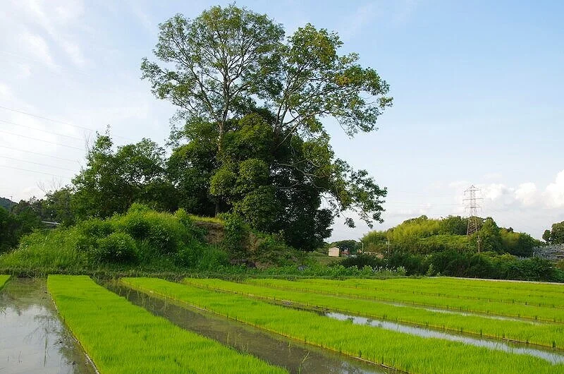Rice+seedlings.jpg