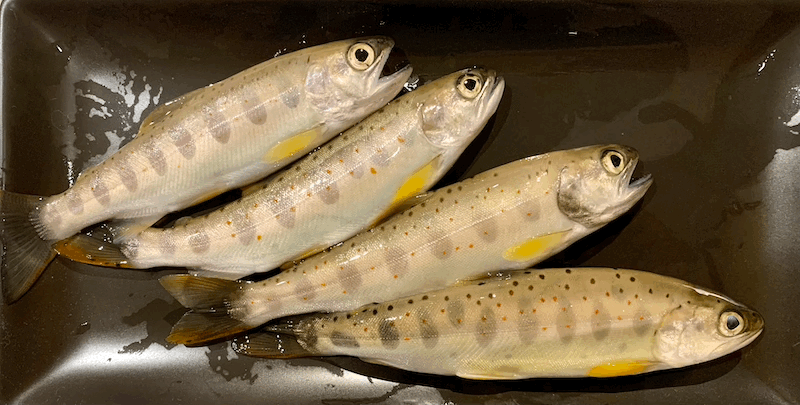 Amago Fishing  アマゴ釣り