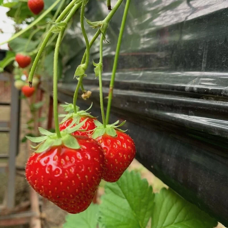 Strawberry farm