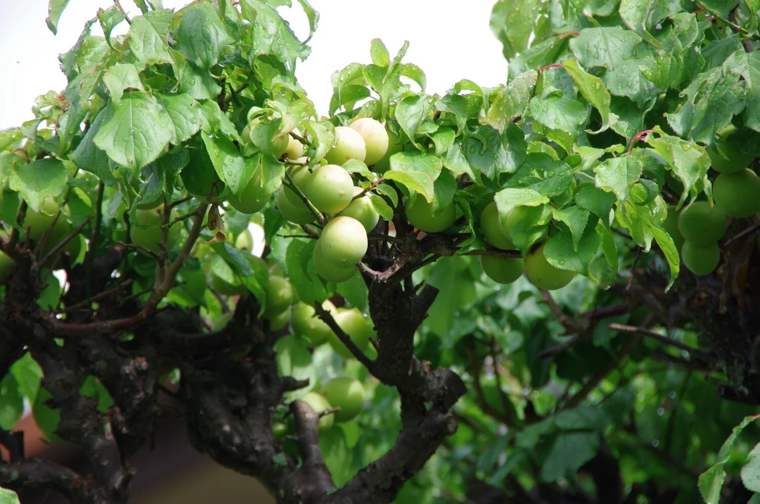 Picking plums