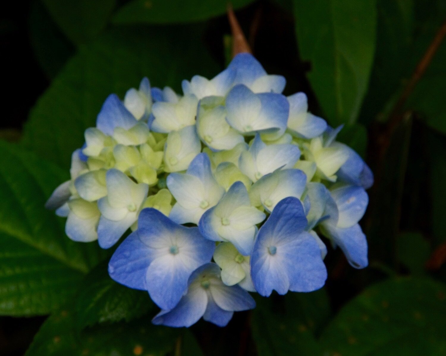Hydrangea