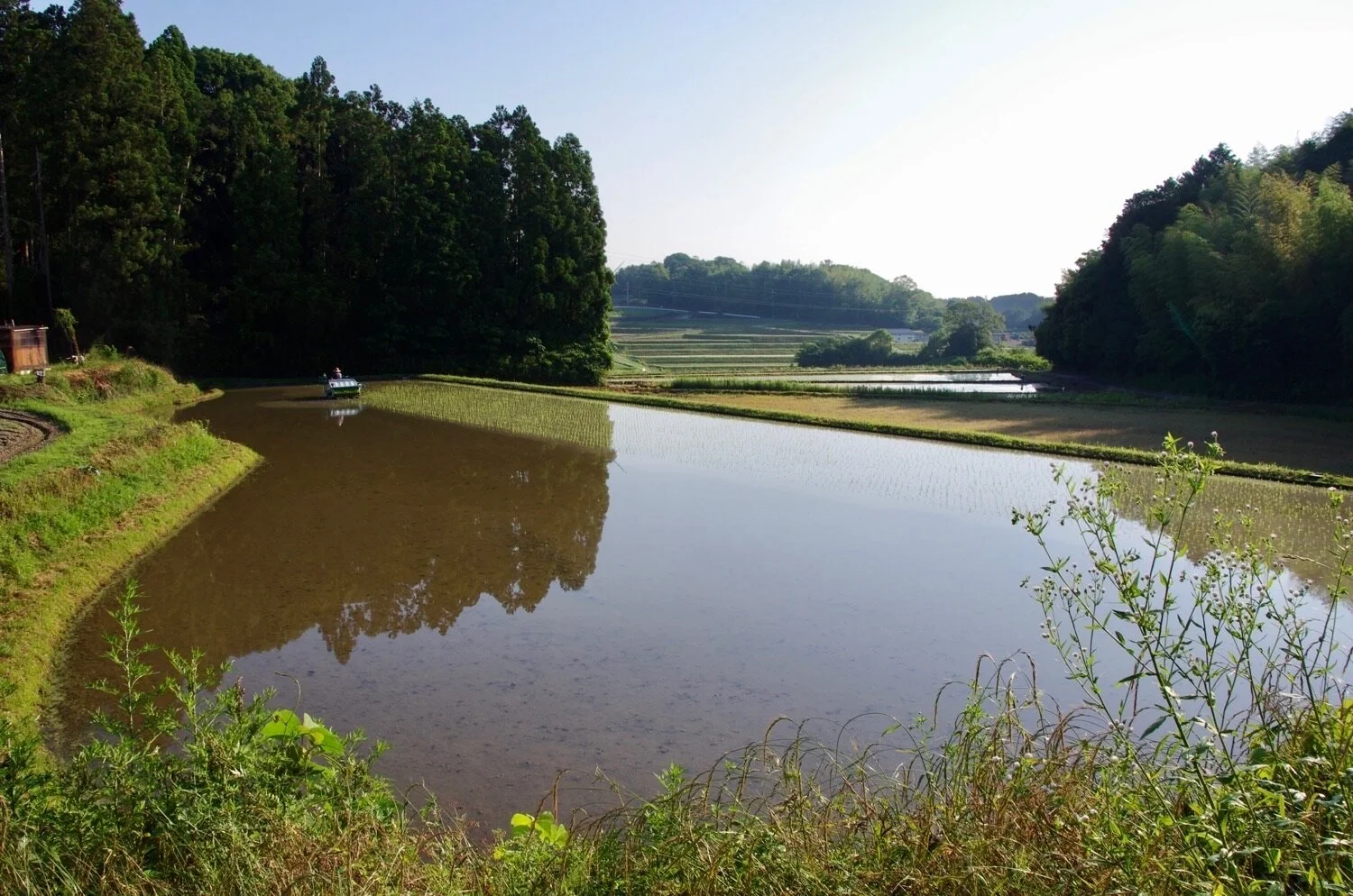 Rice planting