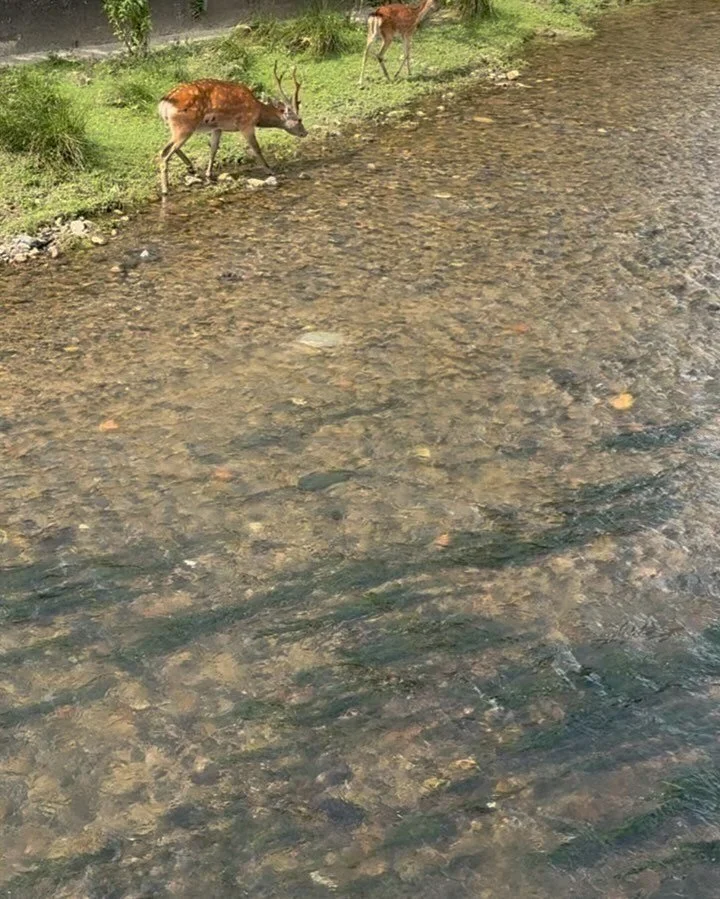 🦌I wondered if it&rsquo;s a way of life that doesn&rsquo;t belong to Nara Park🦌

🦌He glanced at me a few times and kept going&hellip; Saved by its existence, it deeply rescued my day by pausing the moments to be there🦌

There are many things I ha