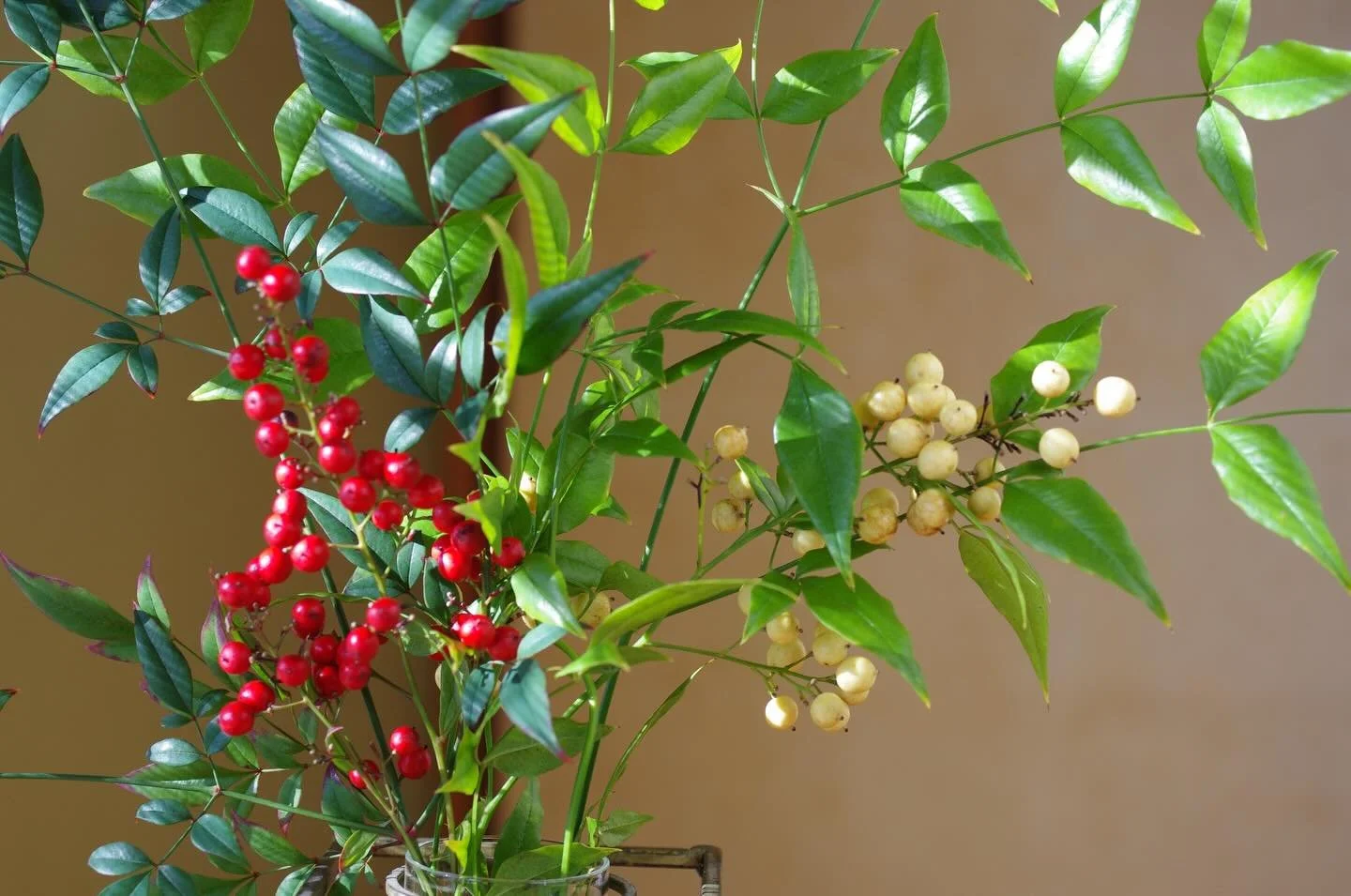 🎍🌅Happy New Year
May this year bring you good health
and many beautiful memories.

・
・
・
・
・
・
・
With gratitude from Hata Home Kitchen, Nara.