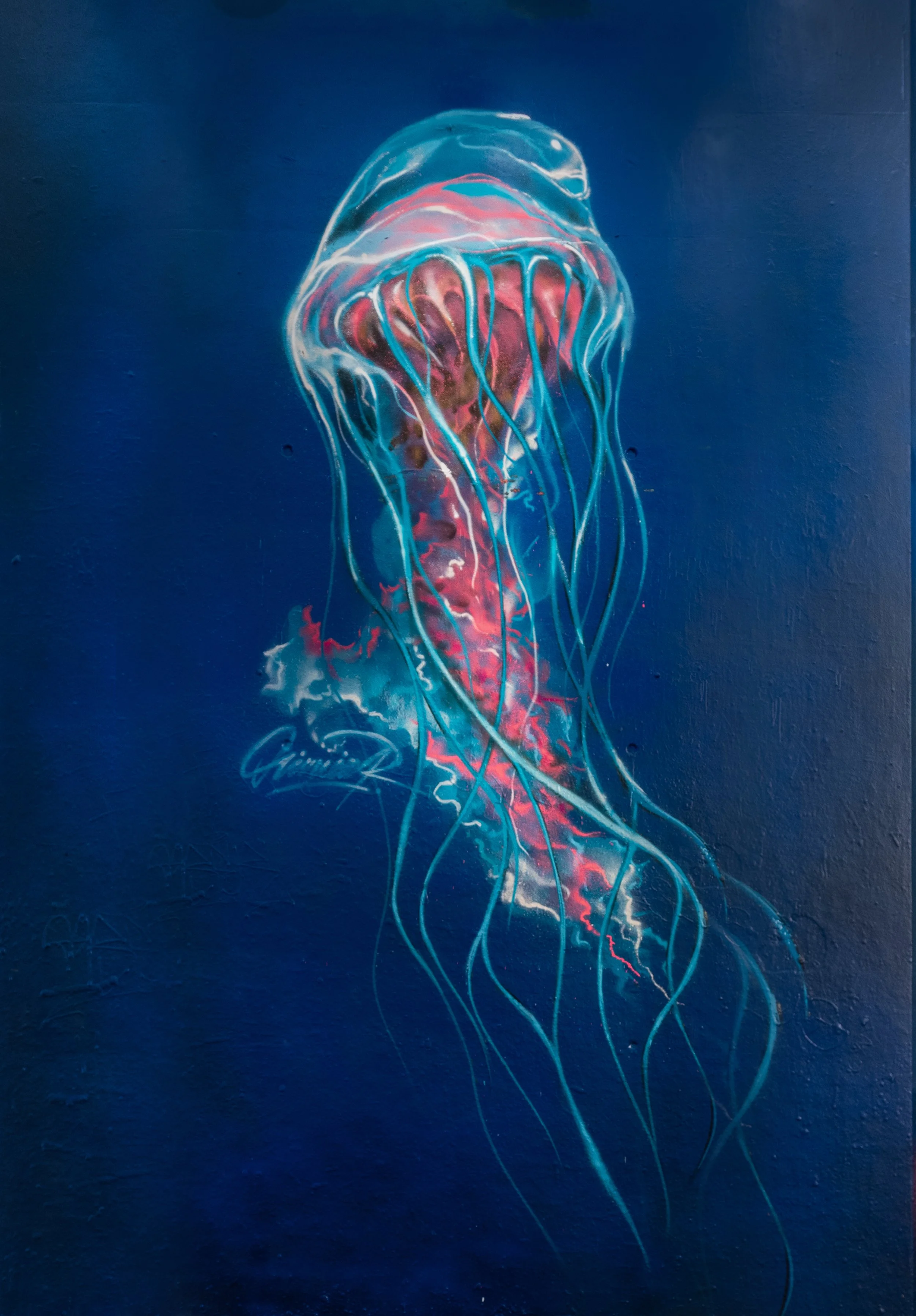 Jelly fish.jpg