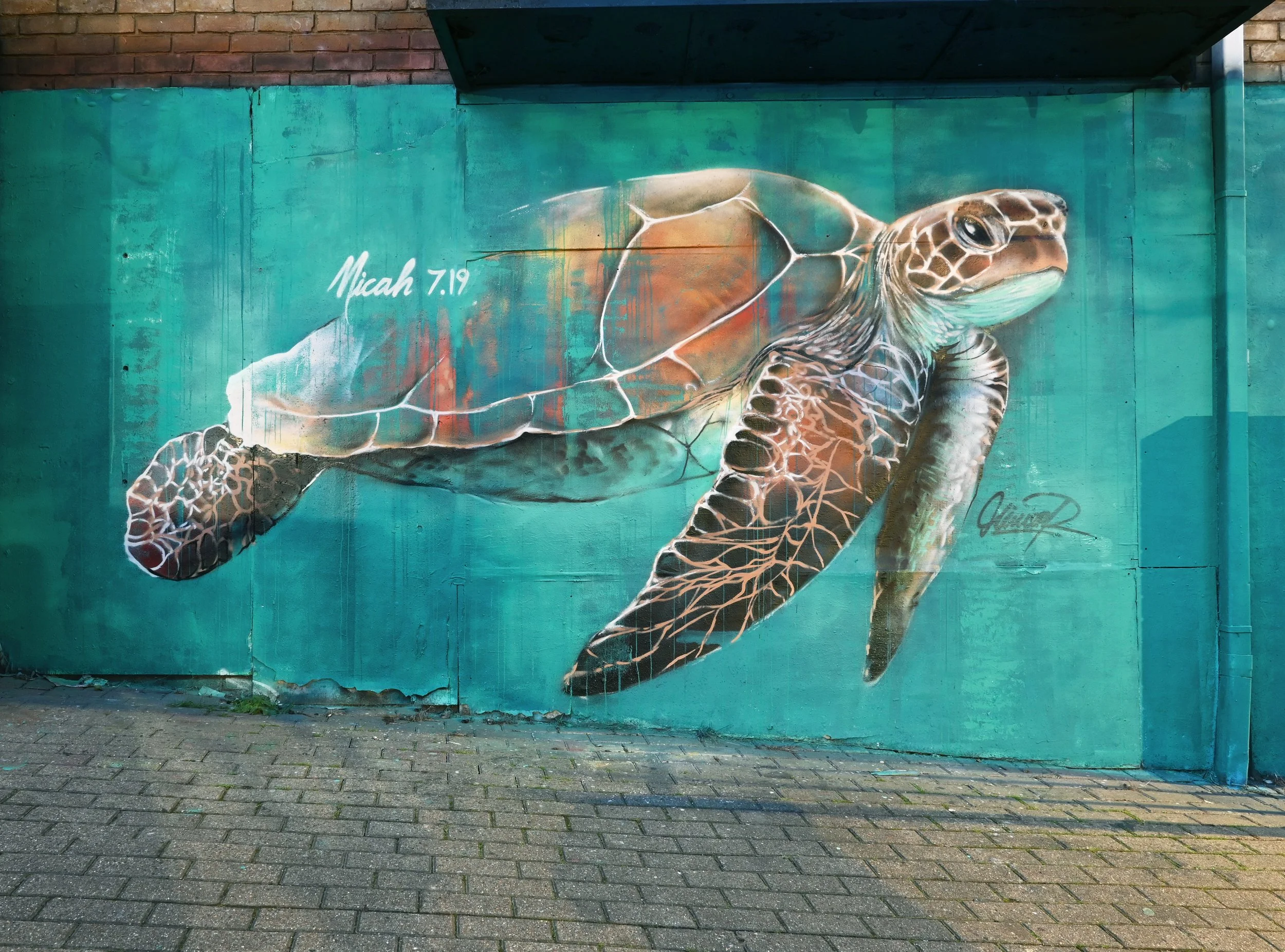 Turtle.jpg