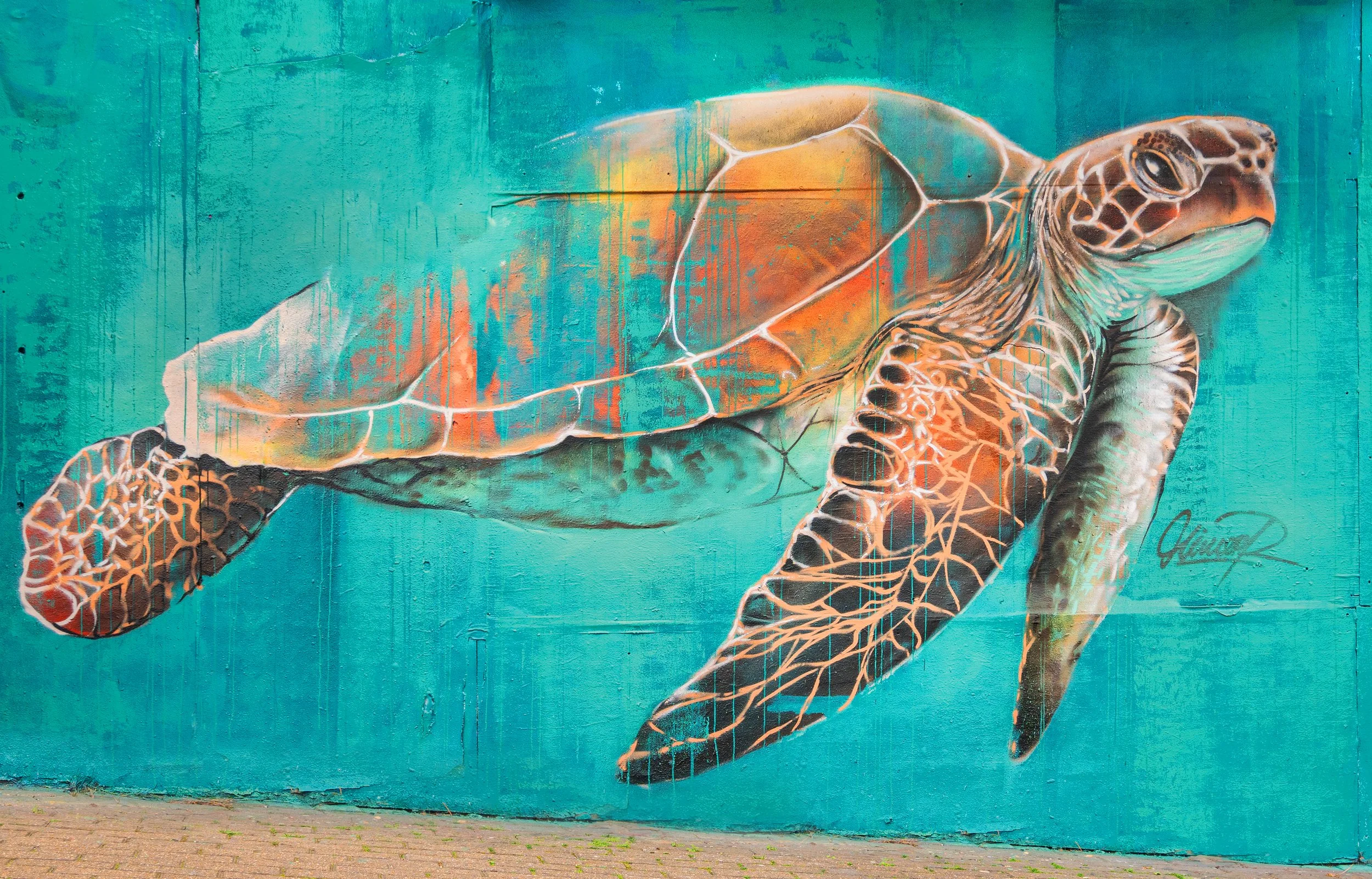 Turtle 2.jpg