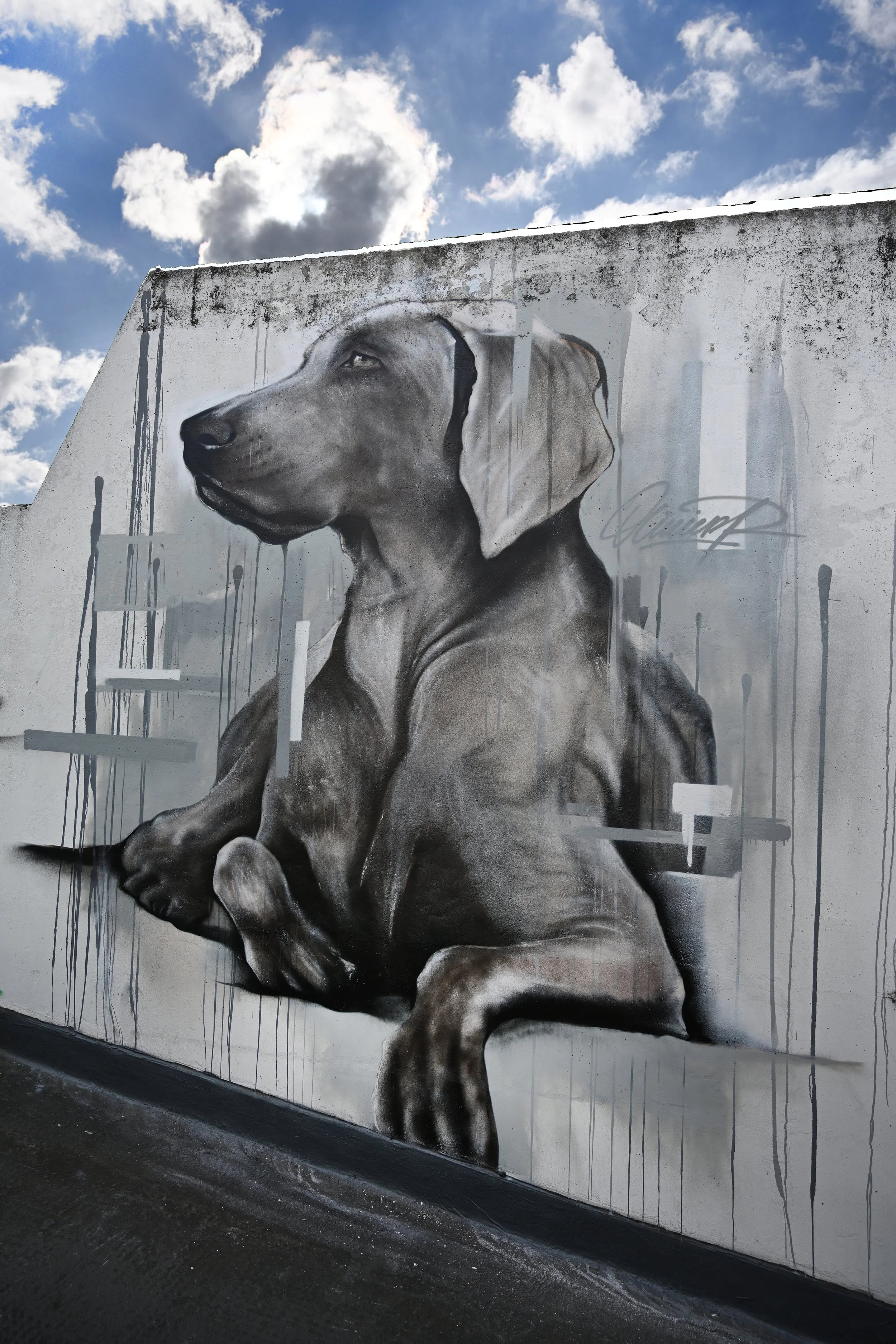 Dog.jpg