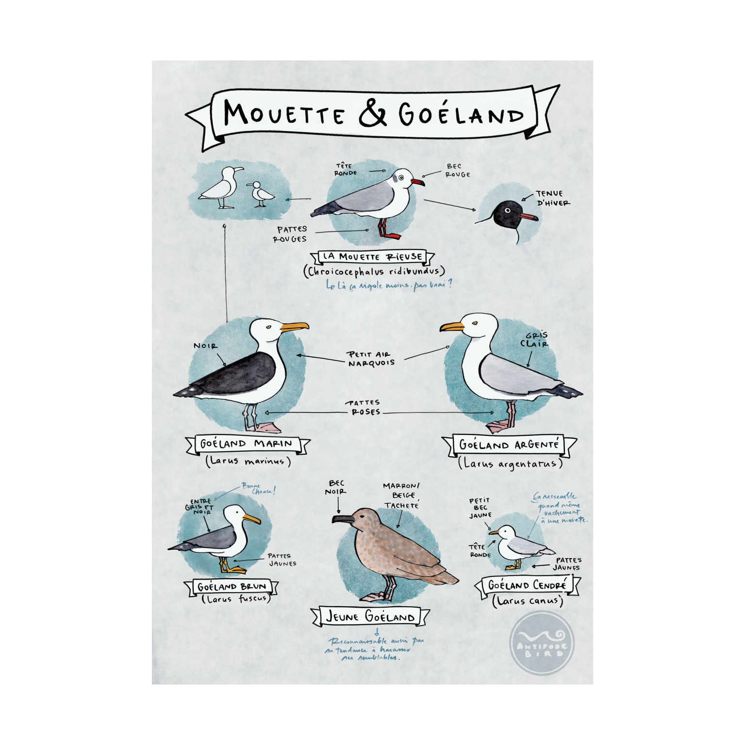 Mouette-et-Goeland-FicheProduit.png
