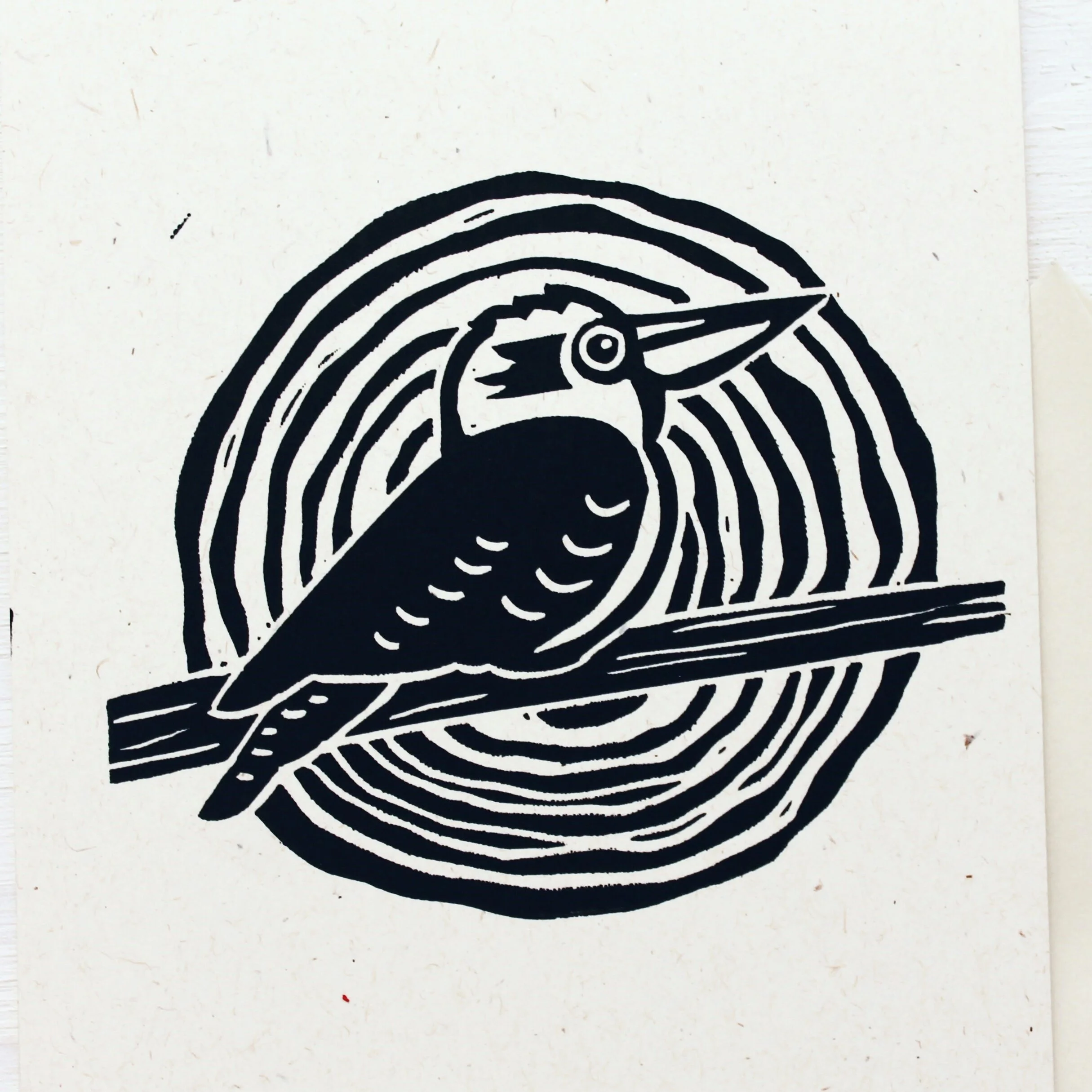 Kookaburra