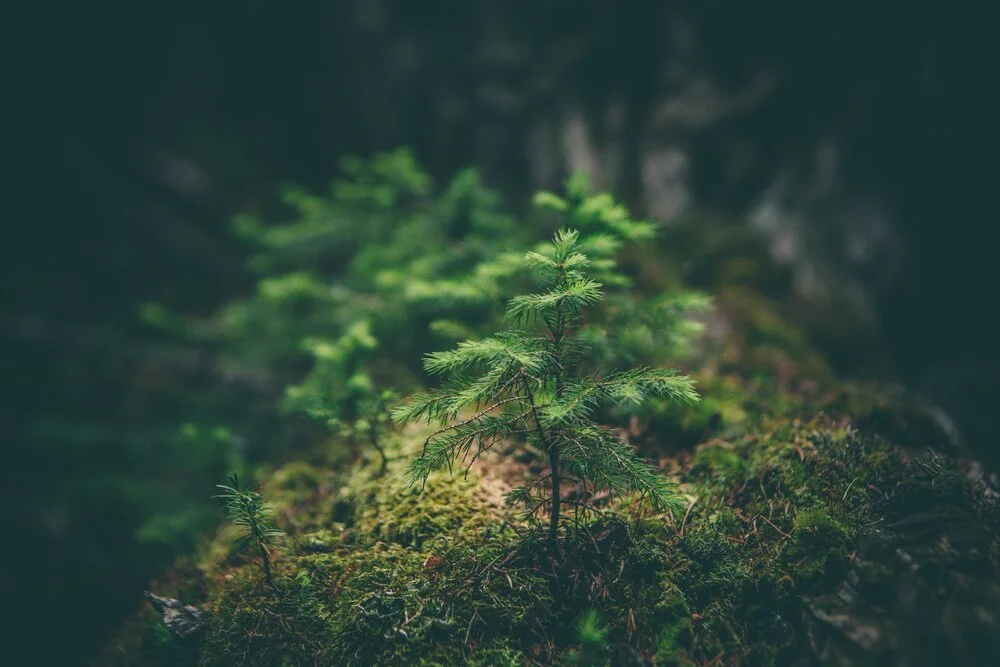 Achieving Carbon Neutral