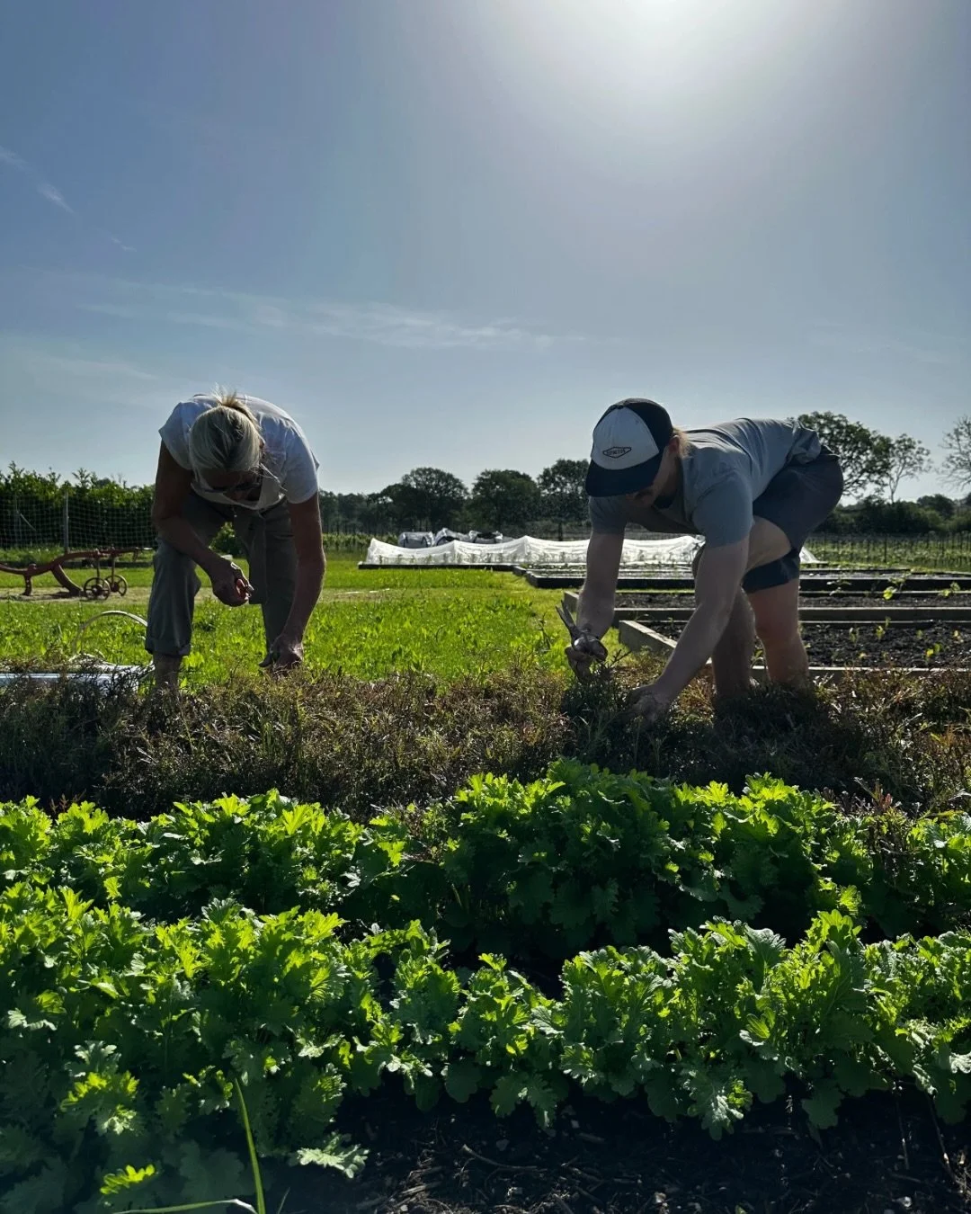 THE MARKET GARDEN PROJECT

Many of you will know it&rsquo;s been a long held desire of ours to set up market gardens at the vineyard where we could grow a variety of delights for the kitchen, allowing seasonality and the highest quality produce to gu