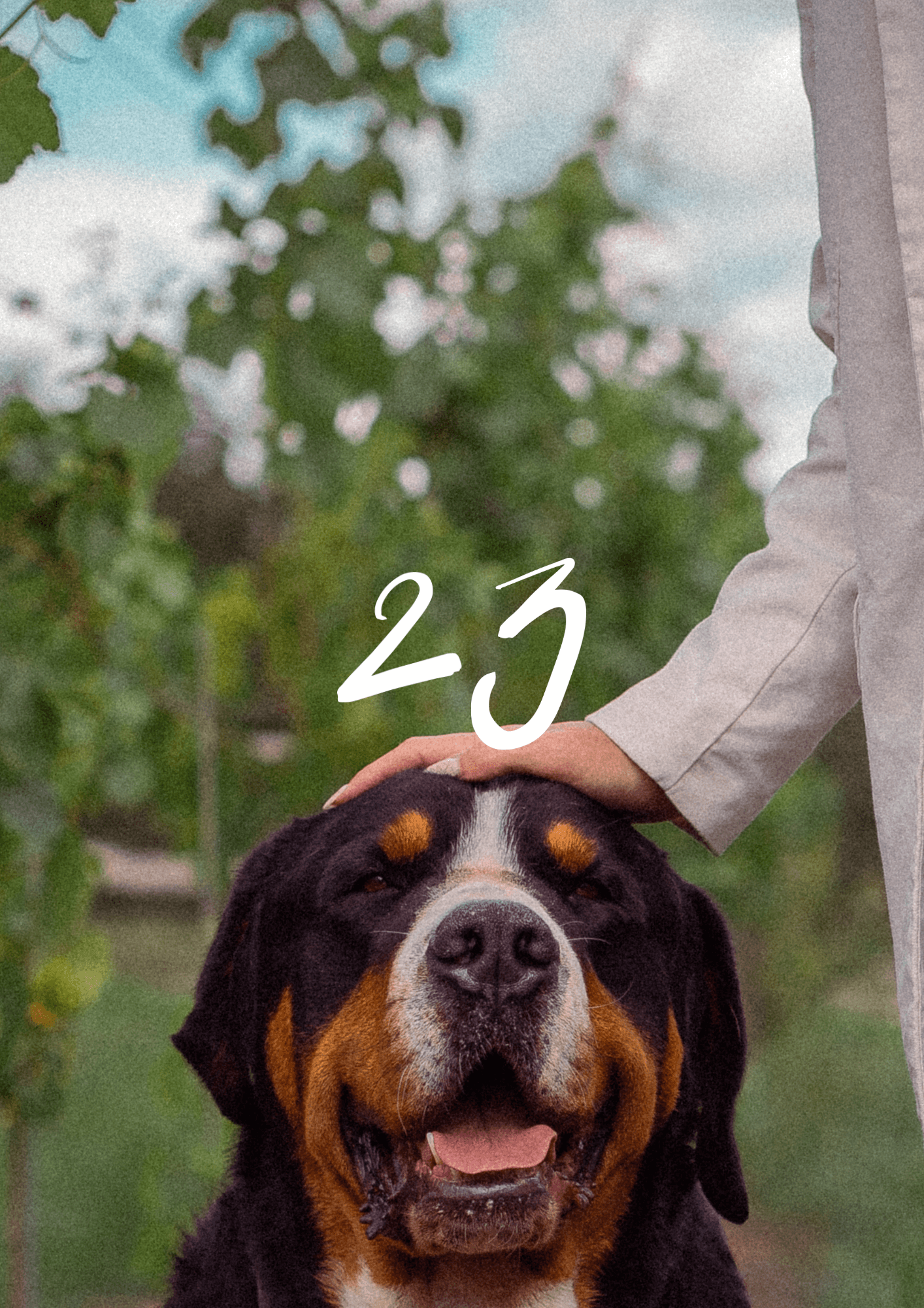 KIN 23 Label.png
