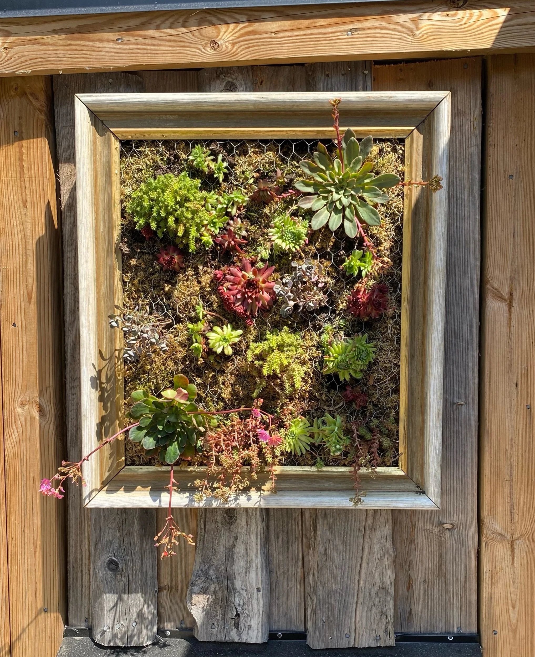 Trädgårdstavla av suckulenter