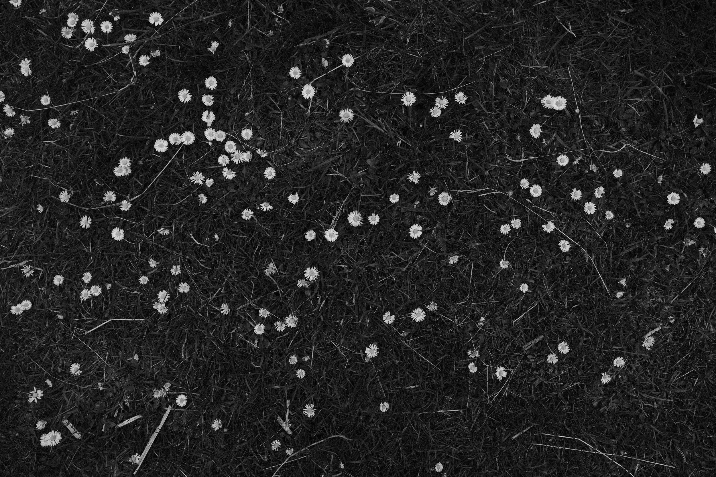 DSCF4354-2.jpg