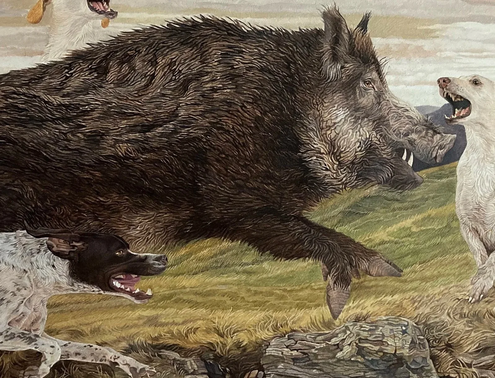 boar.jpg