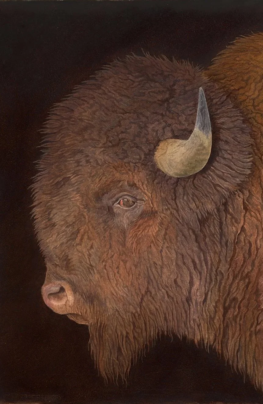 bison.jpg