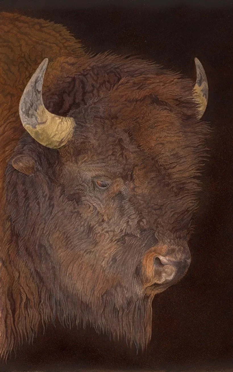 bison2.jpg