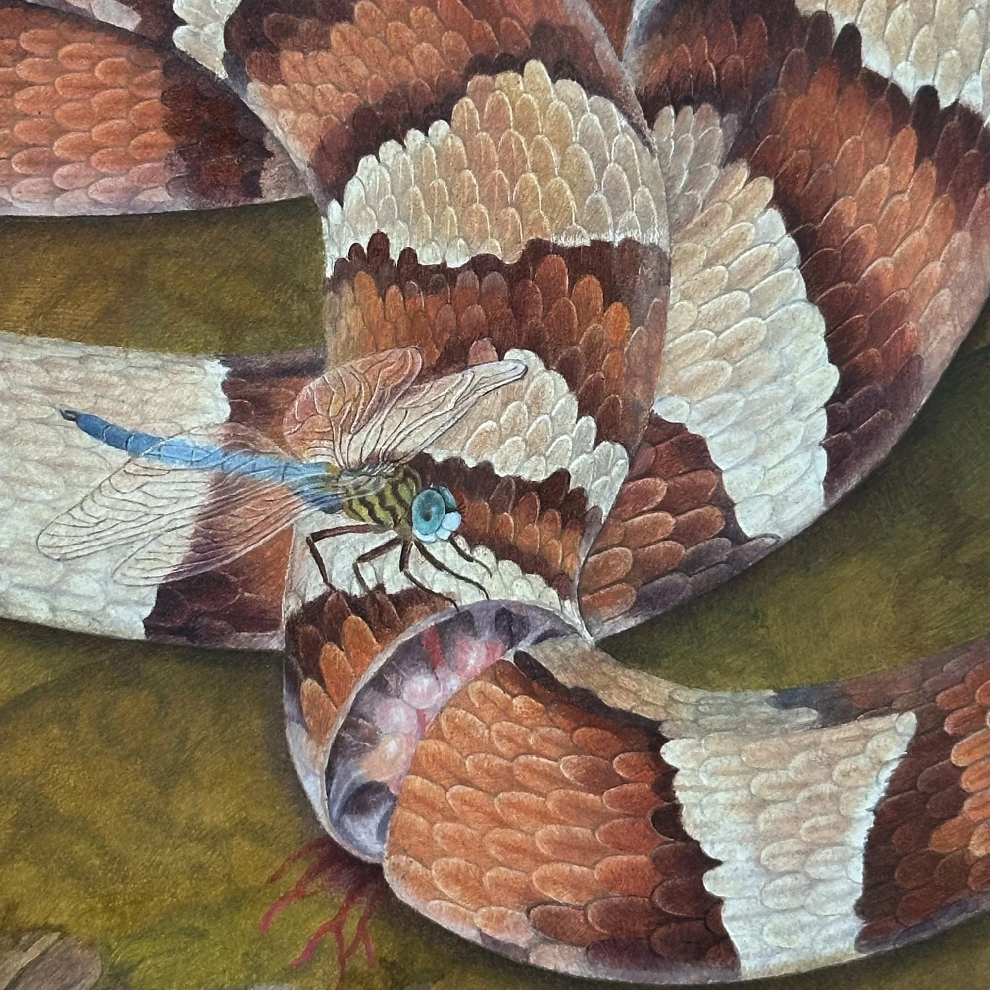Insect Series