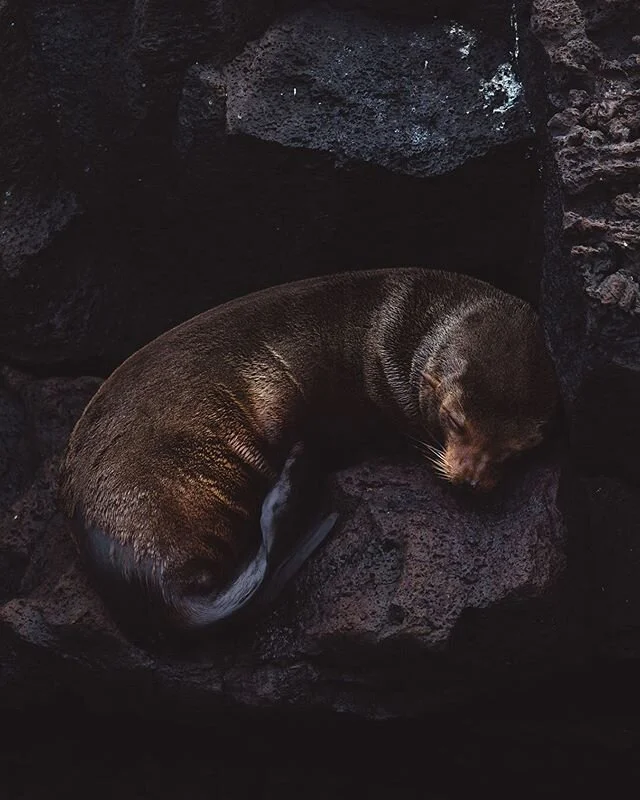 I just love how cosy and peaceful this little guy looks 🙃 He found himself a perfect place to rest 🙌
📸 @traveldimz
.
.
.
#galapagos #ecuador #wildlife #ocean #animals #allyouneedisecuador #sealion #travel #nature #animal #california #sea #sealions