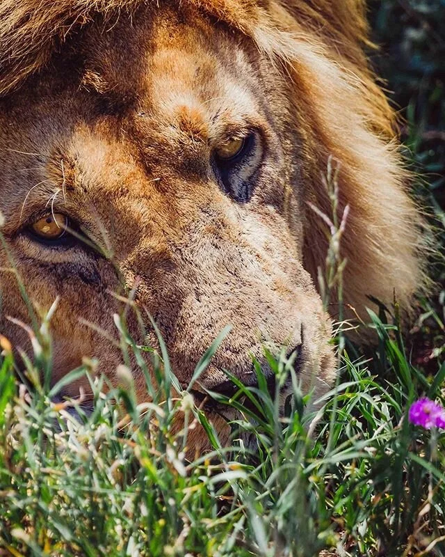 A Lion sleeps in the heart of every brave man 🦁 really like this Turkish proverb, and I really want to go back to traveling and capturing great moments 🌍 this one was taken in Serengeti.
📸 @traveldimz .
.
.
.
#wildlife #travel #animals #allyouneed