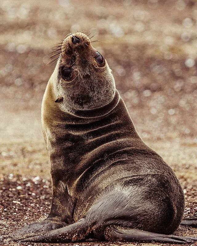 &ldquo;Life can only be understood backwards; but it must be lived forwards.&rdquo; Siren Kierkegaard. Quite relevant quote, especially now. Would you agree? 
This photo was taken in Gal&aacute;pagos.
📸 @traveldimz .
.
.
.
.
#galapagos #ecuador #wil
