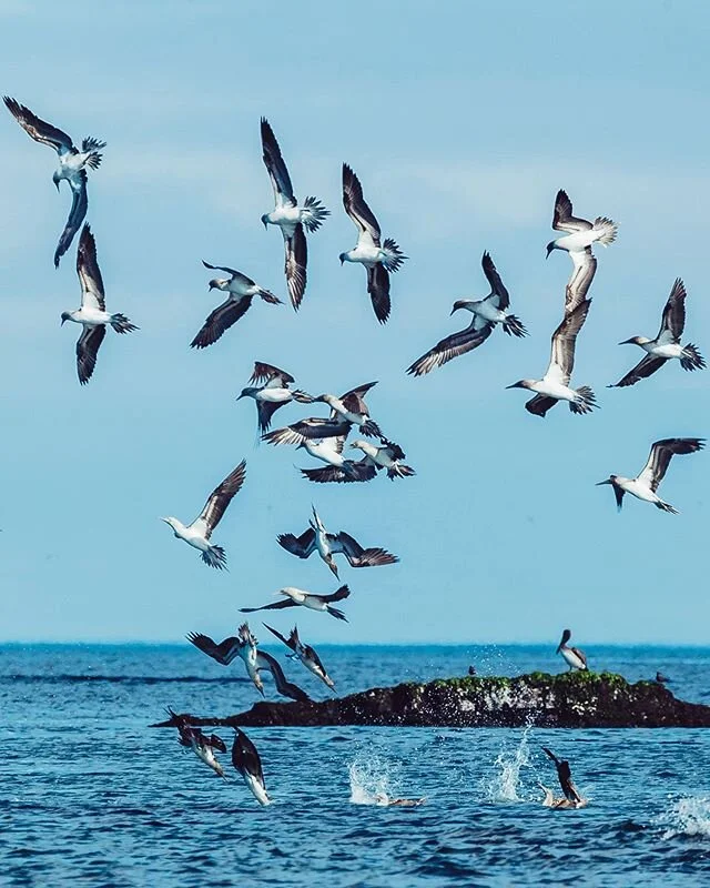 Diving into the weekend like a blue-footed booby 😛🙃
📸 @traveldimz .
.
.
.
#galapagos #ecuador #wildlife #ocean #animals #allyouneedisecuador #sealion #travel #nature #animal #california #sea #birds #seal #beach #photography #sanfrancisco #sealife 
