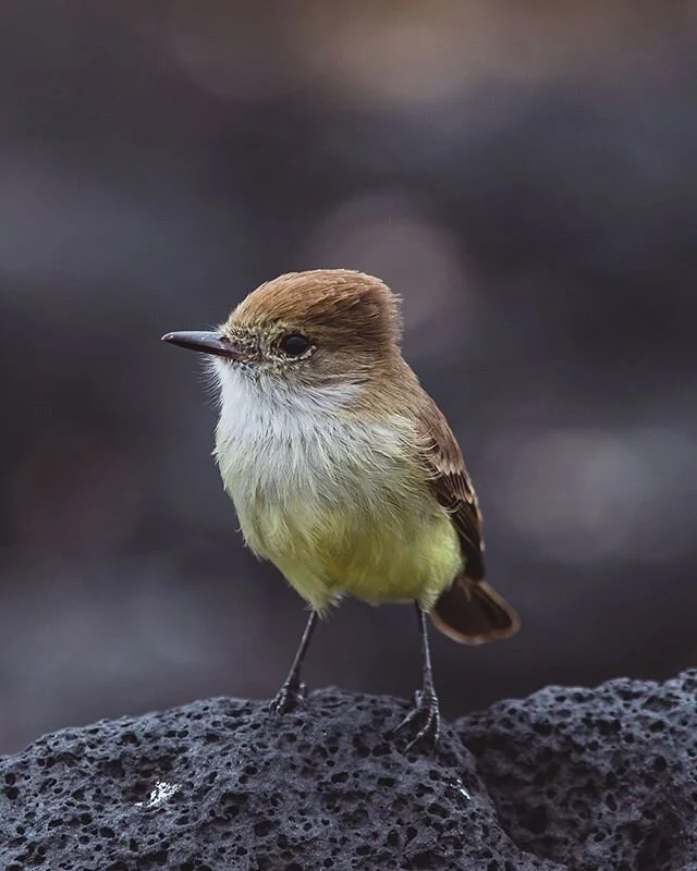 The Galápagos flycatcher or &ldquo;Papamoscas&rdquo; in its local name 🙃 It is endemic to the Galápagos Islands. Aren&rsquo;t they beautiful? 📸 @traveldimz .
.
.
.
#galapagos #ecuador #wildlife #ocean #animals #allyouneedisecuador #sealion #trave