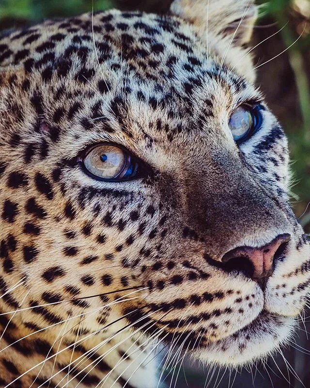 Those eyes 👀 Double tap if you 💙 big cats 🐈 📸 @traveldimz .
.
.
.
#wildlife #travel #animals #bigcats #nationalgeographicwildlife #canonphotography #nature #animal #nationalgeographic #photography #wildlifephotographer #lion #leopard #travelphoto