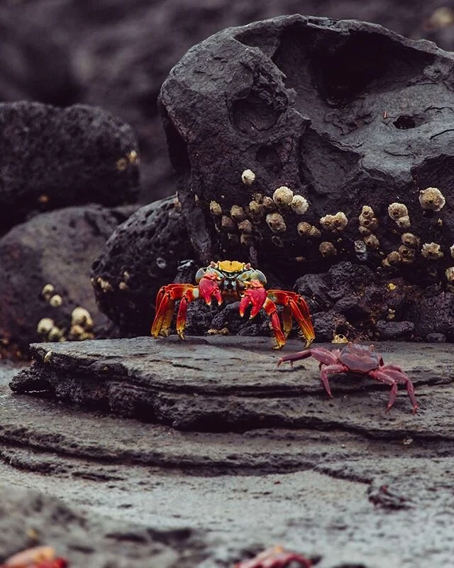 Sally Lightfoot crab 🦀 It is found along Pacific coast of Mexico, Central America and South America. Have you ever come across one? 🦀
📸 @traveldimz .
.
.
.
#galapagos #ecuador #wildlife #ocean #animals #allyouneedisecuador #sealion #travel #nature