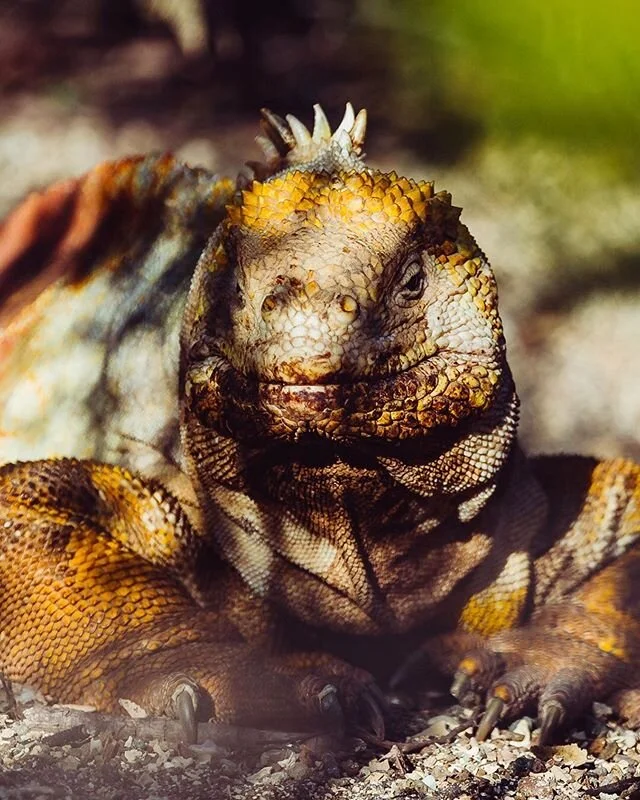 Happy 😃 Monday! Double tap if you had a good weekend 👌
📸 @traveldimz
.
.
.
.
#galapagos #ecuador #wildlife #ocean #animals #allyouneedisecuador #canonphotography #travel #nature #animal #sea #birds #iguanas #beach #photography #reptilesofinstagram