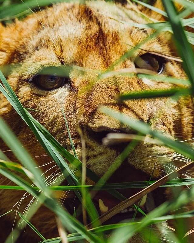 Spotted this cuteness spying 👀 on me 🦁 📸 @traveldimz .
.
.
.
.
#wildlife #travel #animals #lioncubs #nationalgeographicwildlife #canonphotography #nature #animal #nationalgeographic #photography #wildlifephotographer #lion #lajolla #travelphotogra